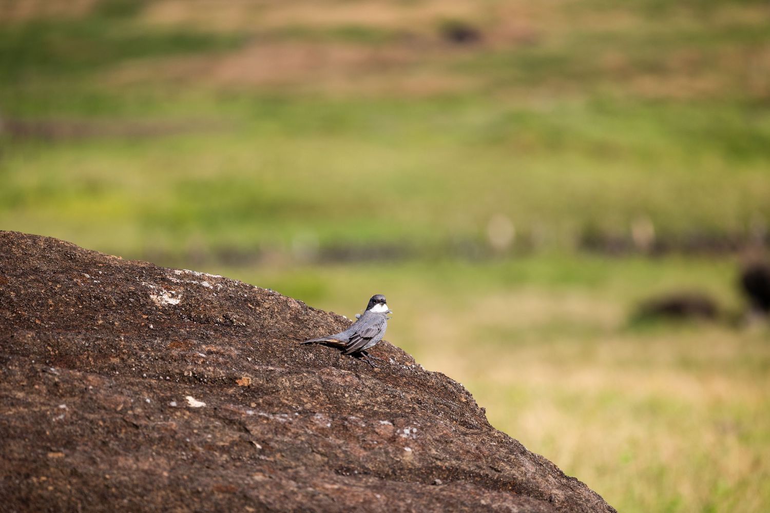 Small bird perches on a large brown rock with green grassland in the blurred background.