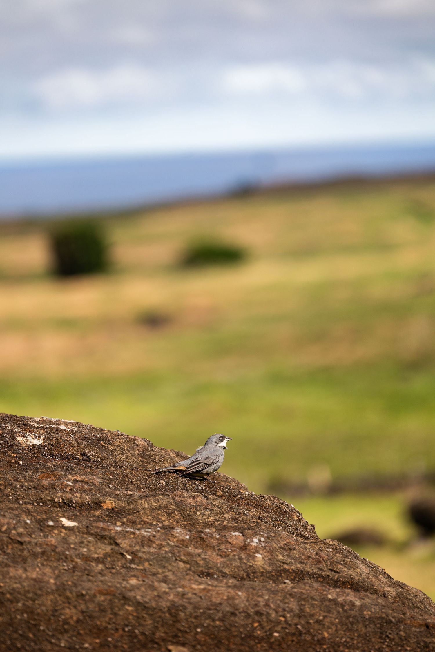 Small gray bird perches on brown dirt hill with blurred green rolling landscape in background.