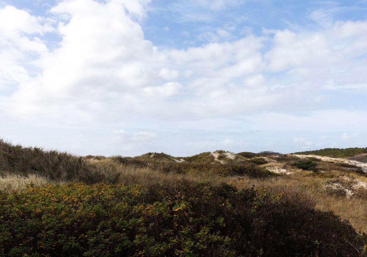 Rolling coastal dunes covered in sparse vegetation under cloudy blue skies.