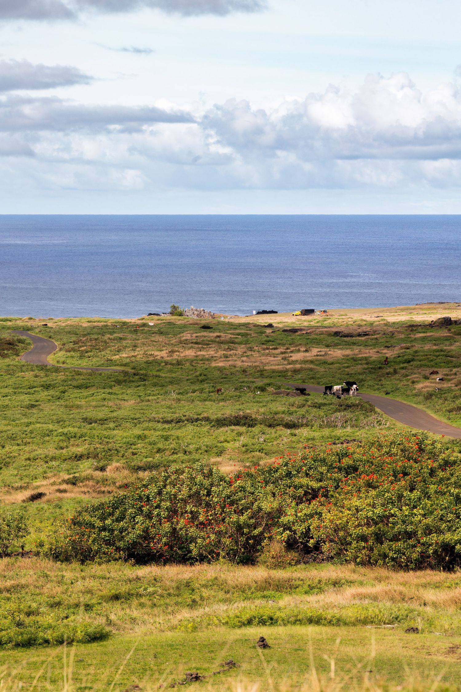 Rolling green coastal landscape with yellow wildflowers stretches towards distant ocean views under cloudy skies.