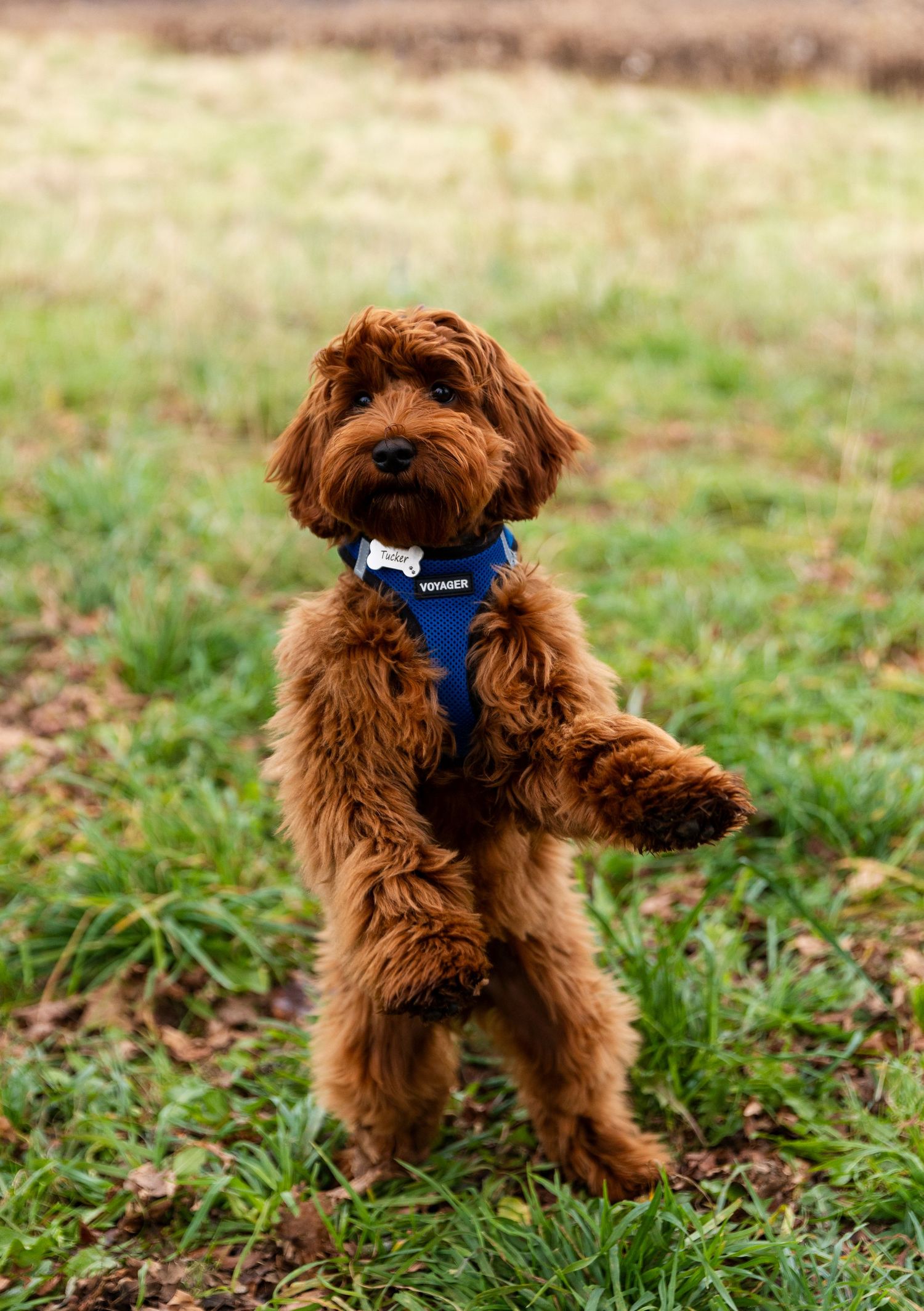 A brown labradoodle puppy wearing a blue harness plays energetically in the grass.