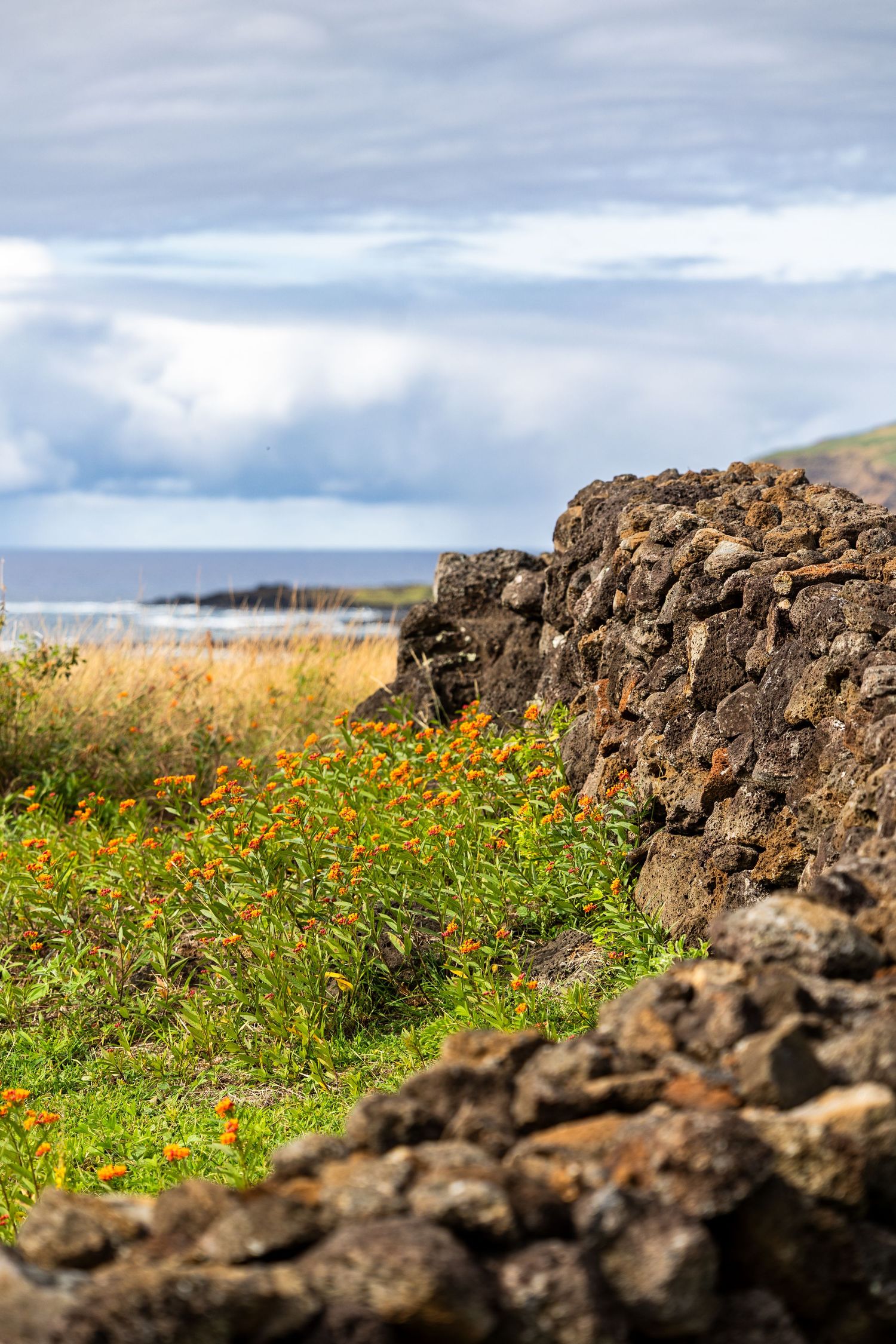 Ancient stone wall along the coast of Easter Island with vibrant orange wildflowers and ocean view in the background.