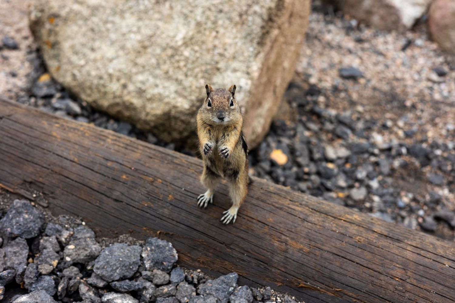 Alert chipmunk standing on wooden log among rocks.