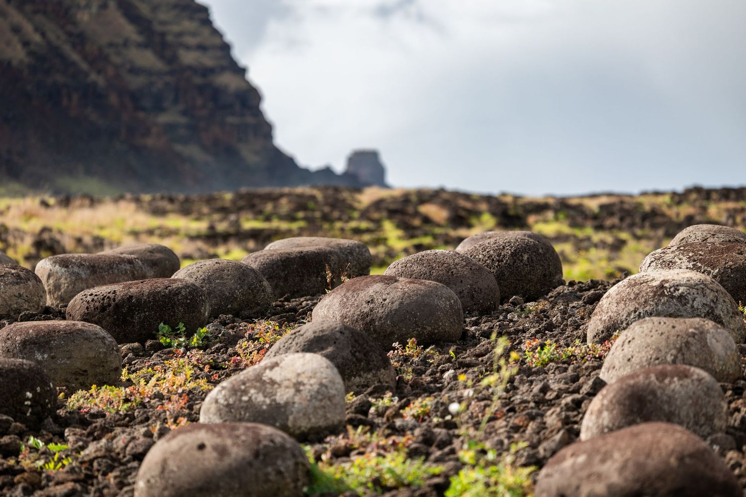 A herd of seals rests on dark volcanic rocks near the ocean, basking in the sunlight along a rugged coastline.