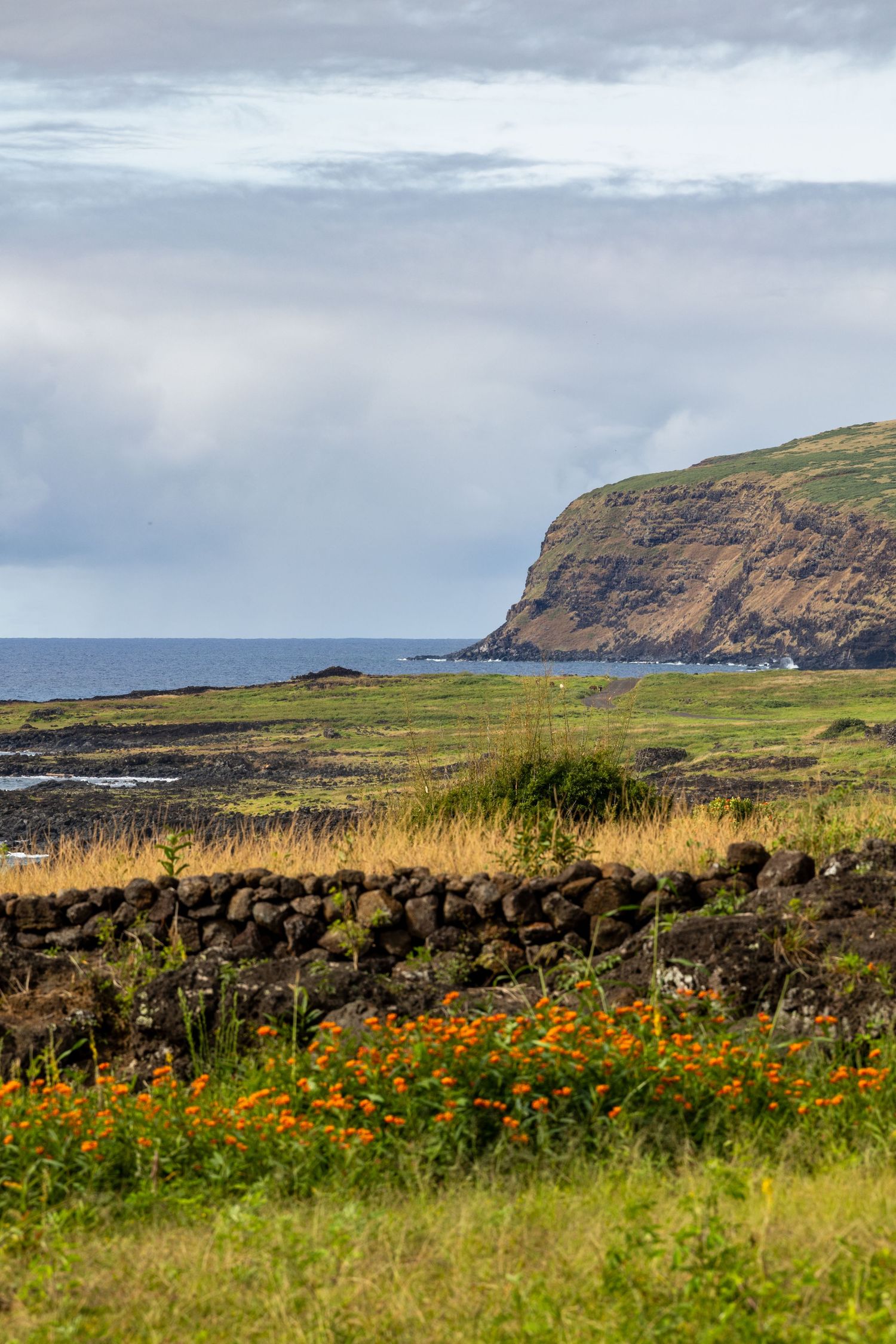 Orange wildflowers bloom along a grassy coastal landscape with dramatic cliffs and the ocean in Northern Ireland.