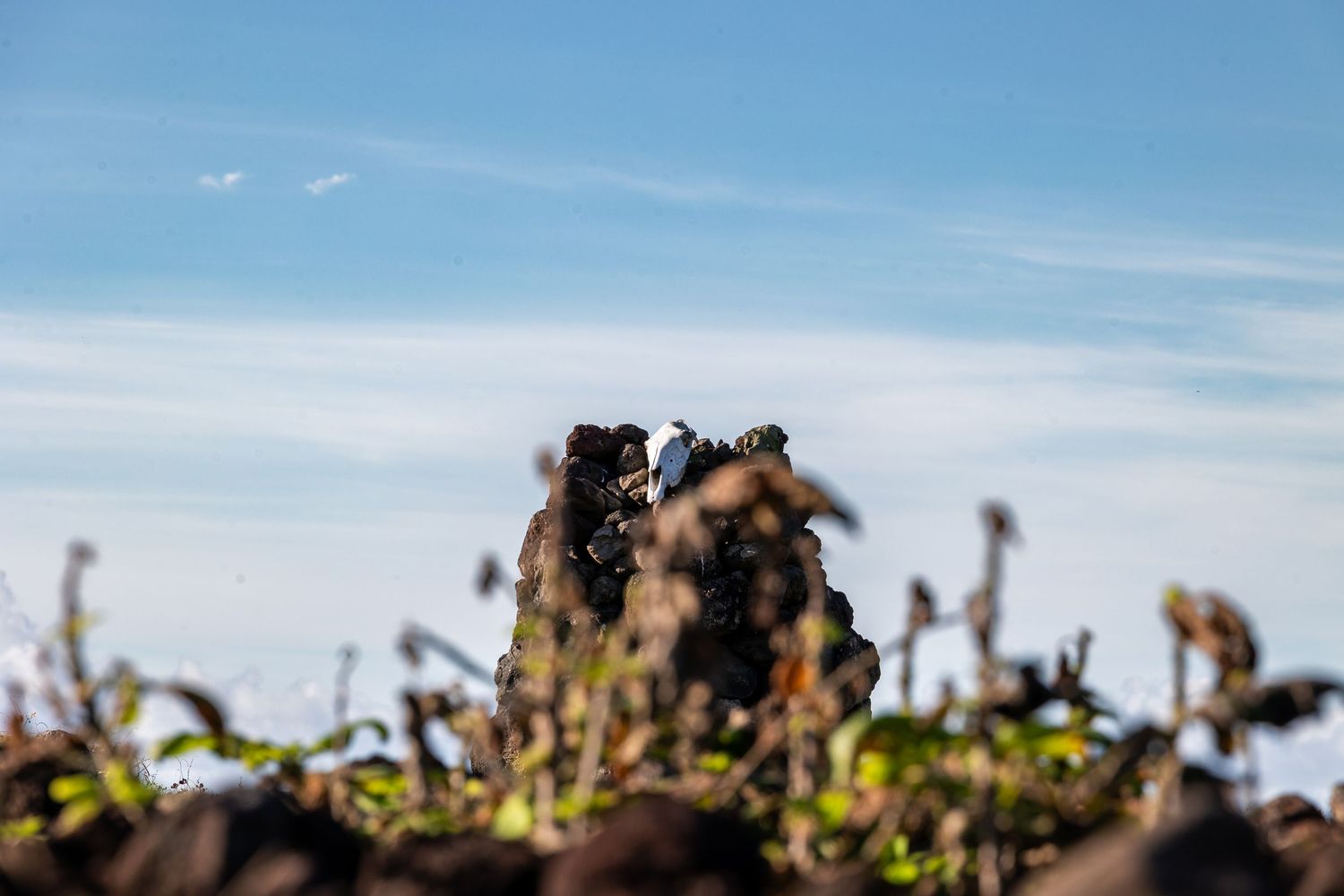 Silhouetted plants and vegetation against a bright blue sky background with dreamy bokeh effect.