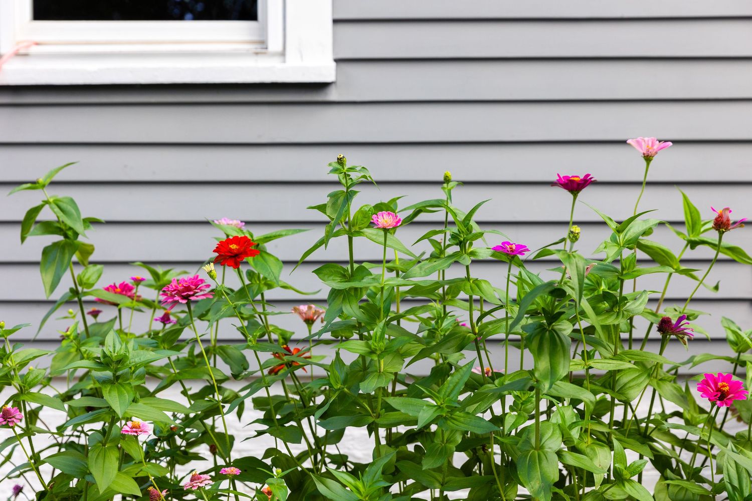 Colorful zinnia flowers bloom against a gray house siding with white trim, creating a vibrant garden border.