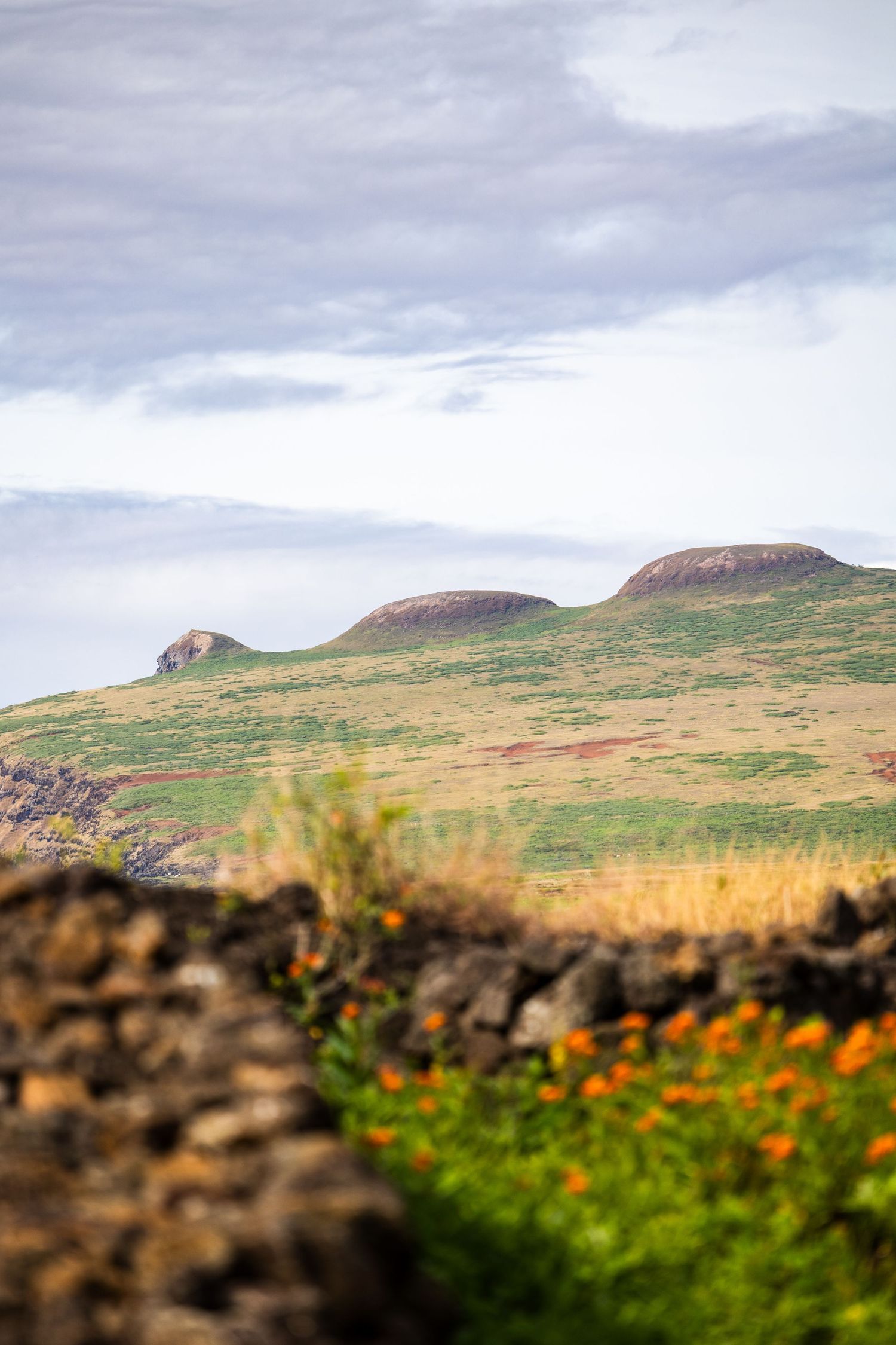 Scenic view of rolling green hills and rugged terrain with orange wildflowers in foreground against cloudy Scottish sky.