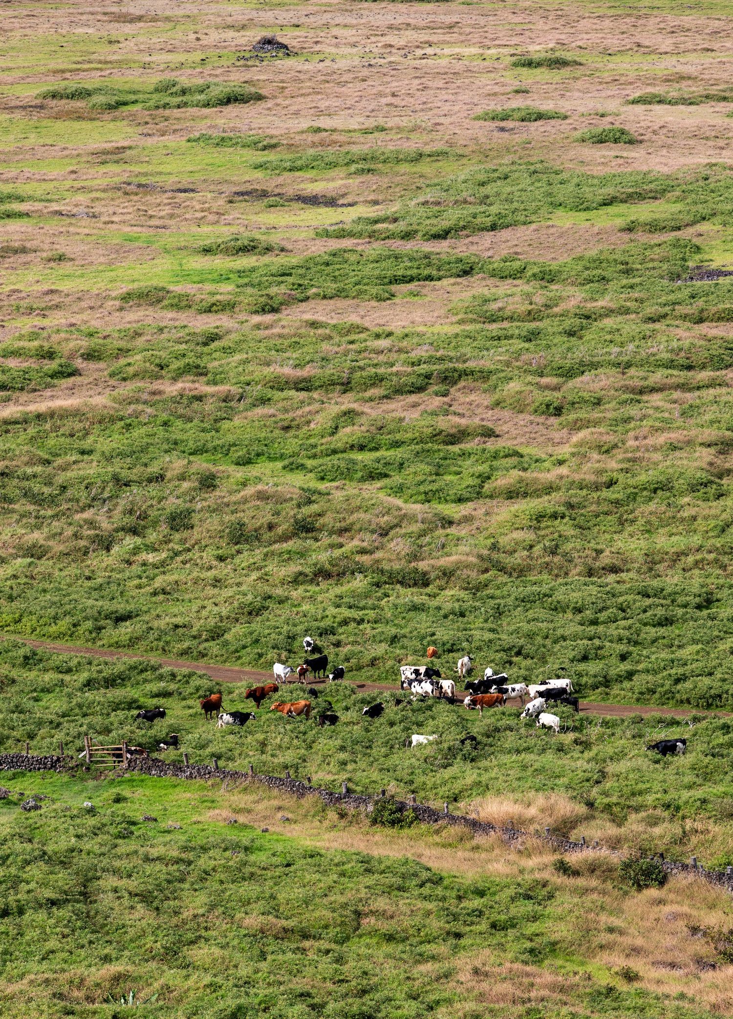 Aerial view of cattle grazing on a green hillside with patches of brown grass stretching into the distance.