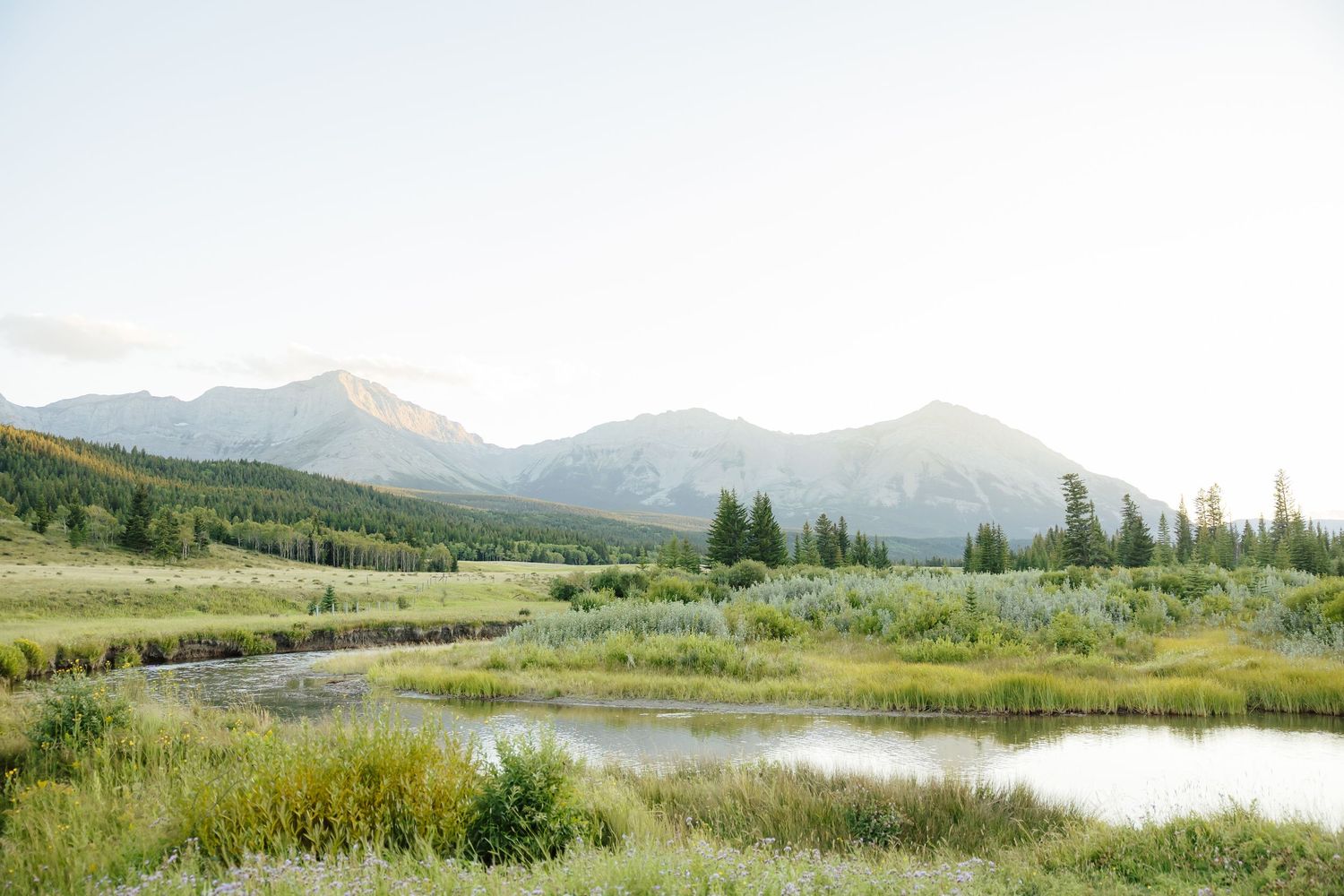 A winding stream flows through a green meadow with mountain peaks and evergreen trees in the background.