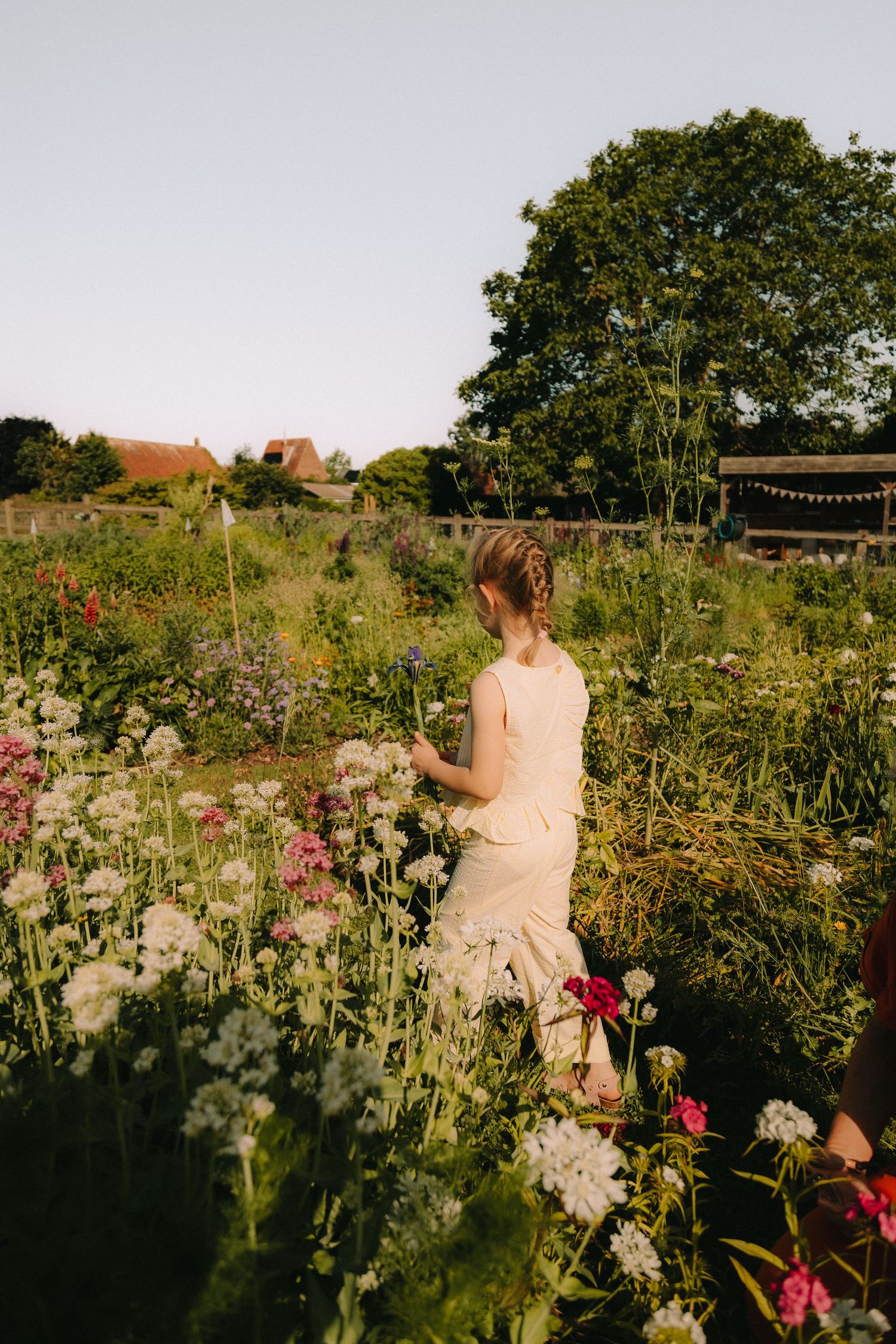 Bloemen pluksessie | Bloemen plukken samen met het gezin.