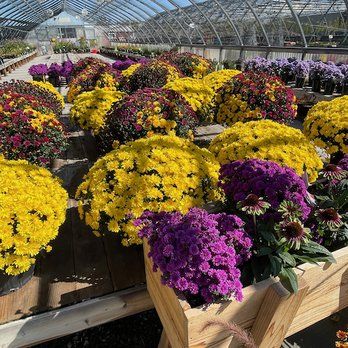Colorful chrysanthemums in yellow and purple displayed on wooden tables inside a bright greenhouse nursery.