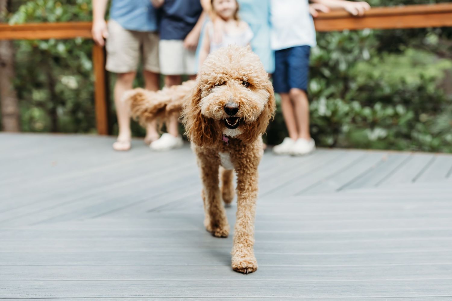 A golden doodle dog running playfully on a wooden deck in a series of sequential action shots.