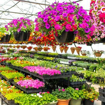 Colorful greenhouse display with hanging baskets of purple petunias and rows of vibrant flowering plants on tiered shelves.