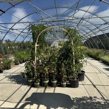 Lush green plants and climbing vines displayed on arched trellises inside a large greenhouse nursery.