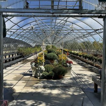 Interior of a large greenhouse nursery with rows of colorful flowering plants and metal frame glass roof structure.