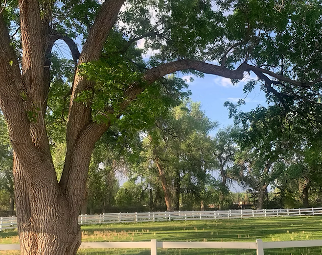 Large cottonwood tree with lush green canopy beside a white ranch fence on a sunny day in a rural countryside setting.