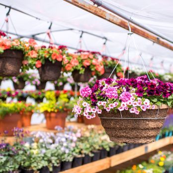 Colorful hanging flower baskets with petunias and begonias displayed in a garden center greenhouse.