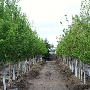 Rows of young trees with white trunk guards lining a dirt path in a tree nursery under an overcast sky.