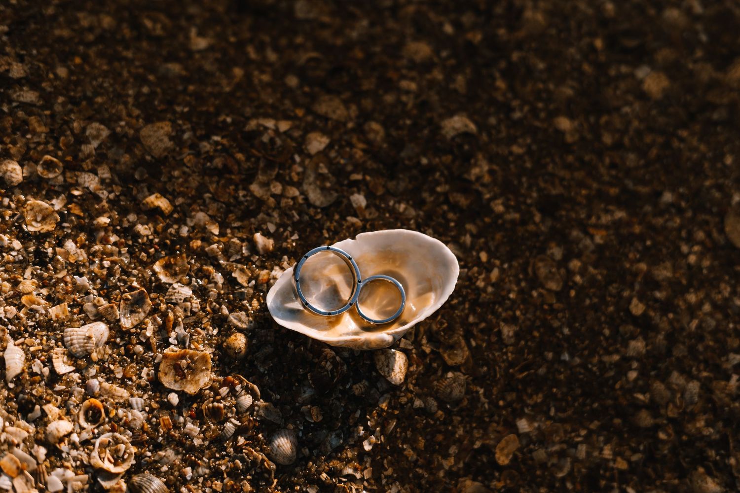 Wedding rings nestled in a small seashell on dark textured soil with dramatic lighting.