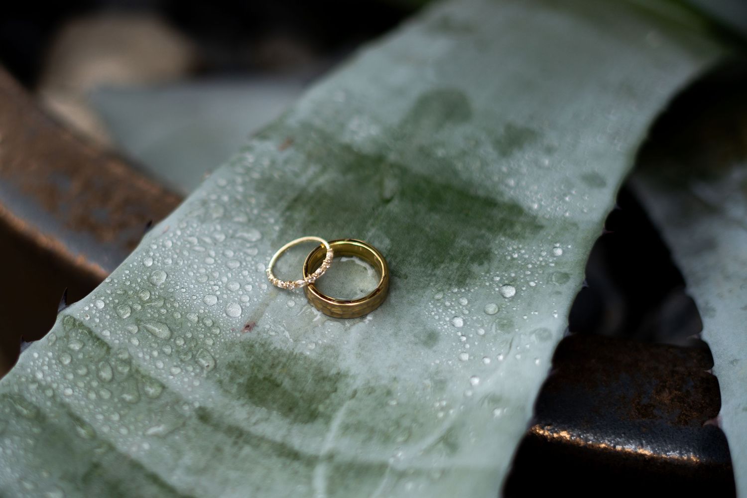 Gold wedding rings rest on wet green leaves with water droplets creating a romantic natural setting.