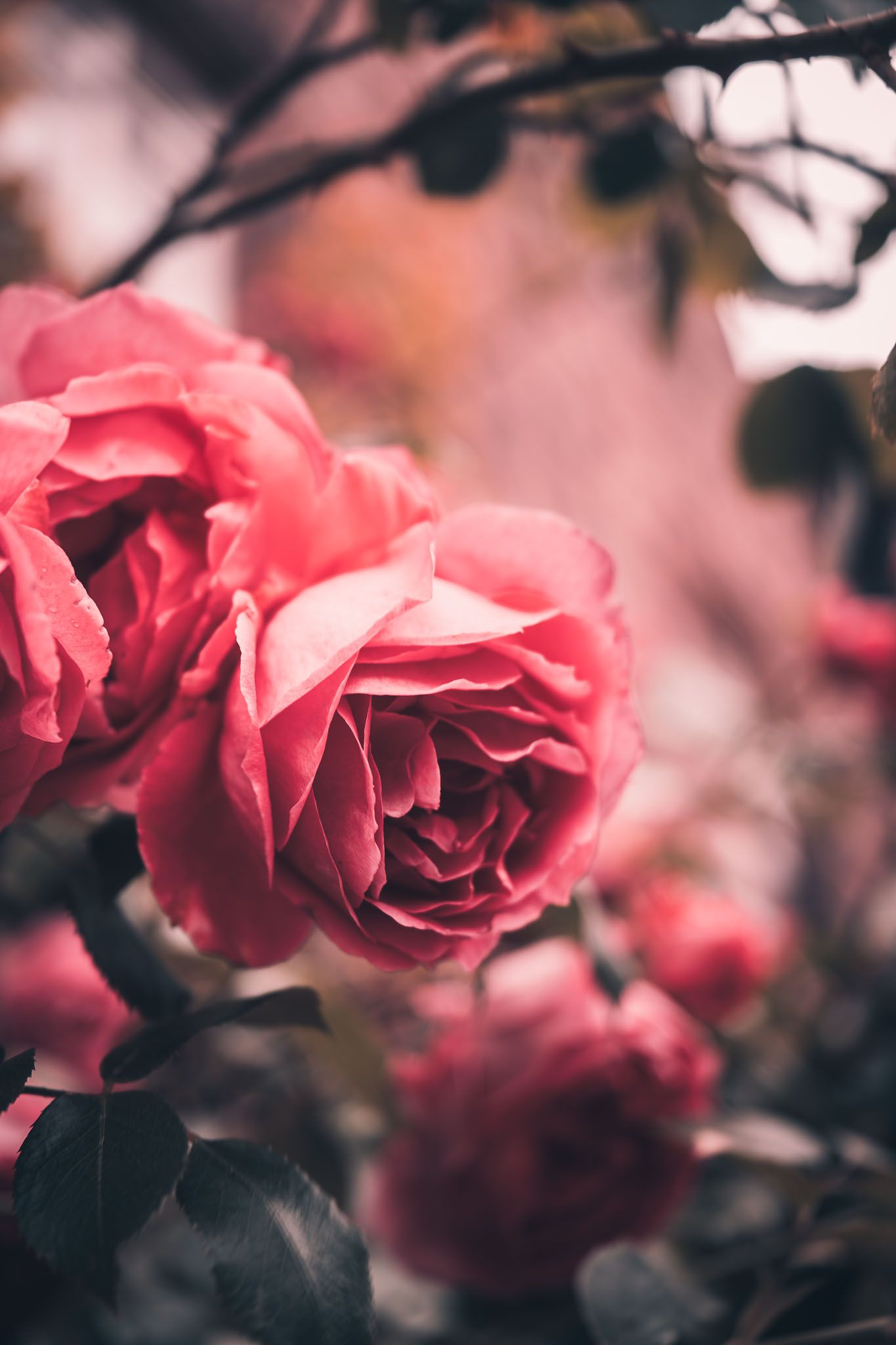 detail of rose flowers at a wedding