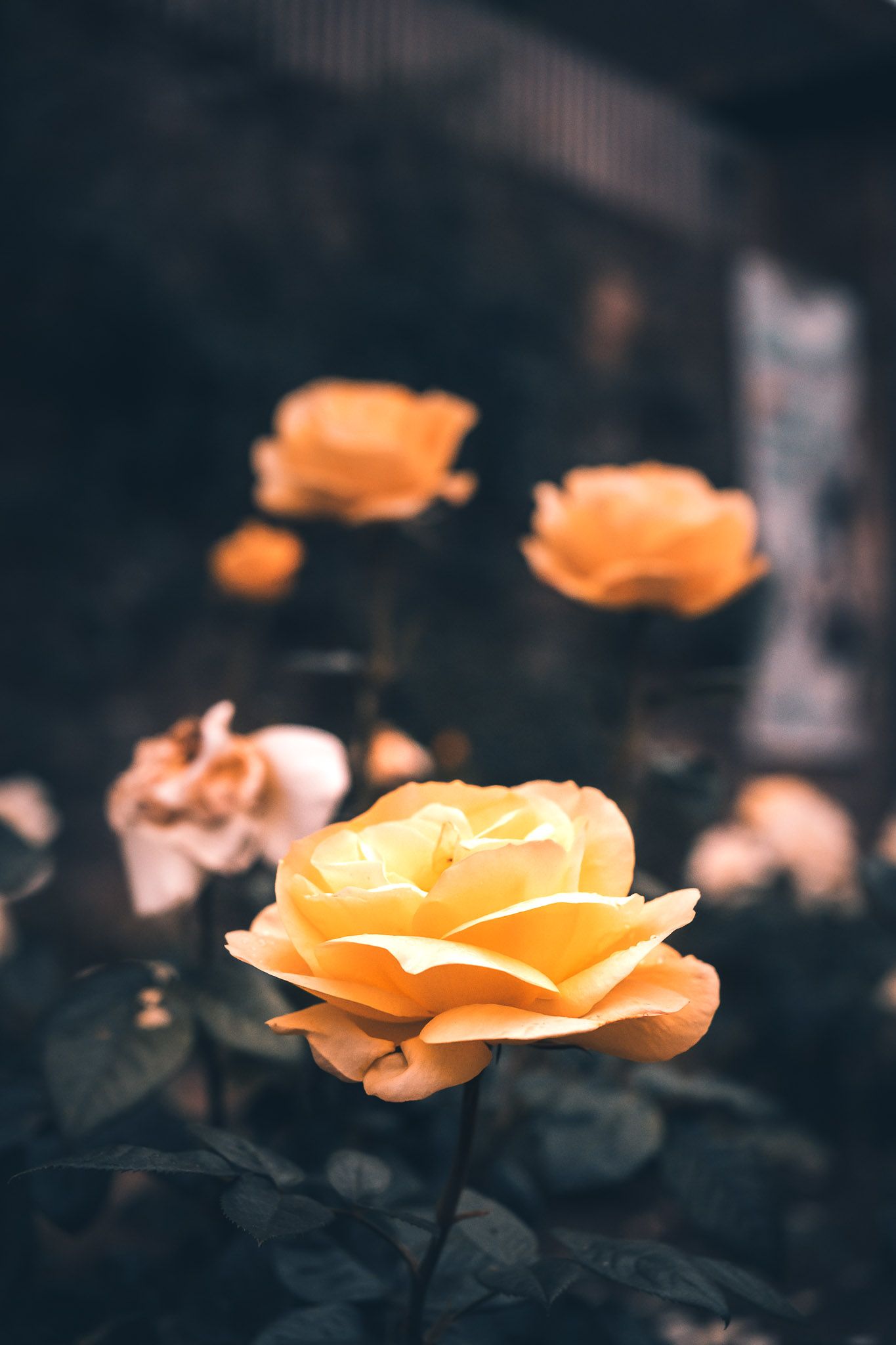 yellow rose flowers, detail shot at a wedding