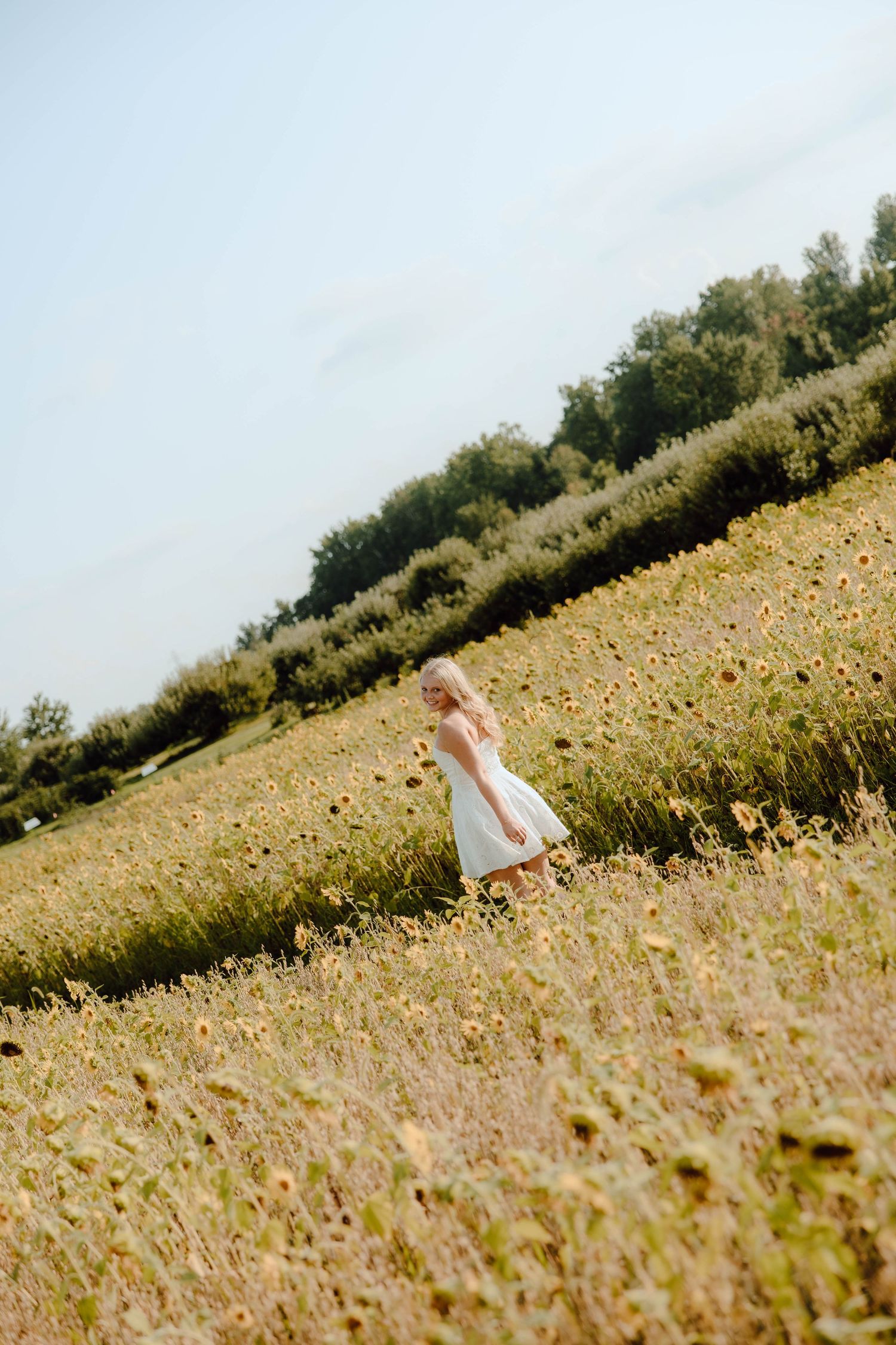 A young girl in a white dress walks through a sunny sunflower field with green trees in the background.