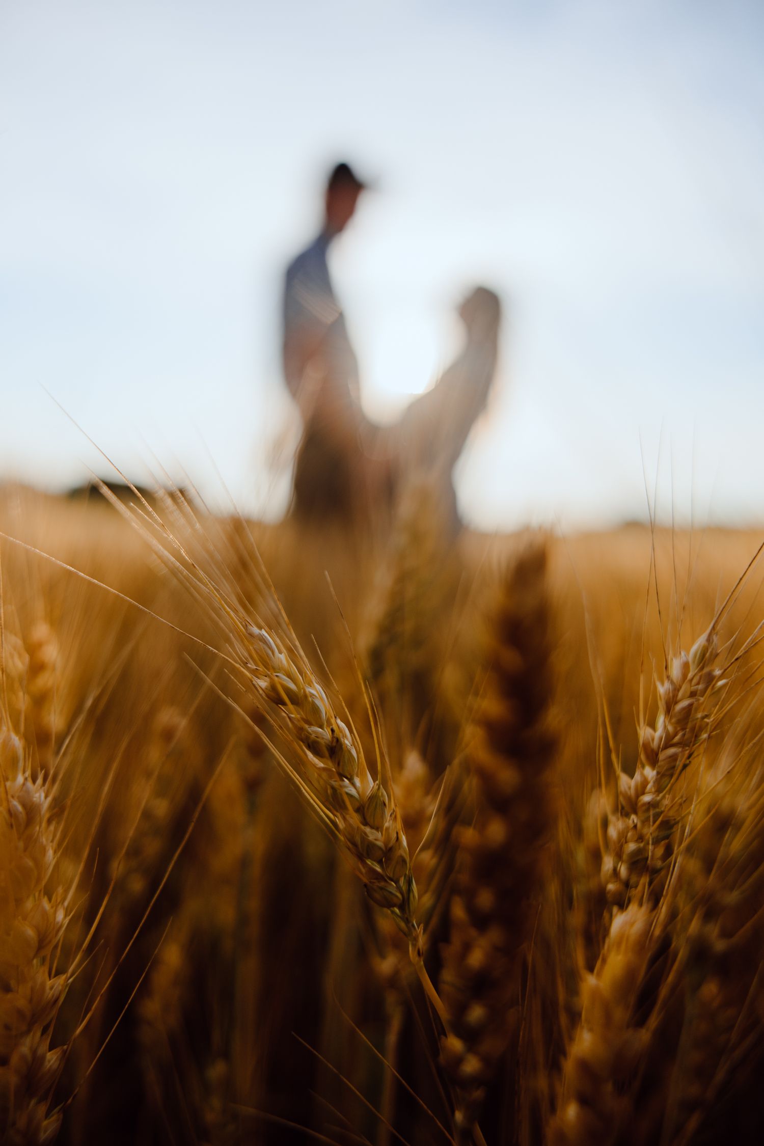 Silhouettes of people against golden wheat stalks during sunset.