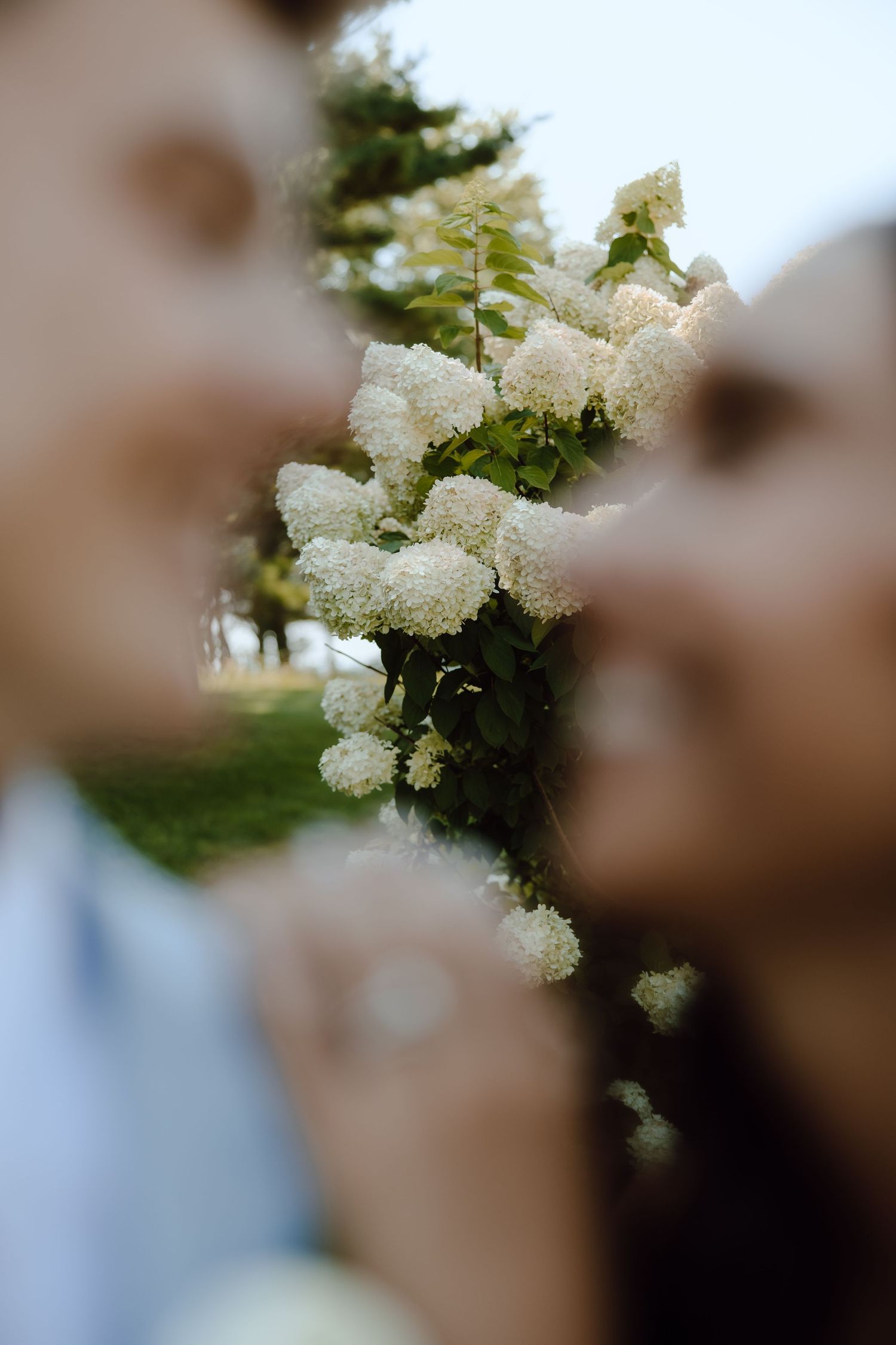 Close-up of white hydrangea blooms between blurred faces of bride and groom outdoors.