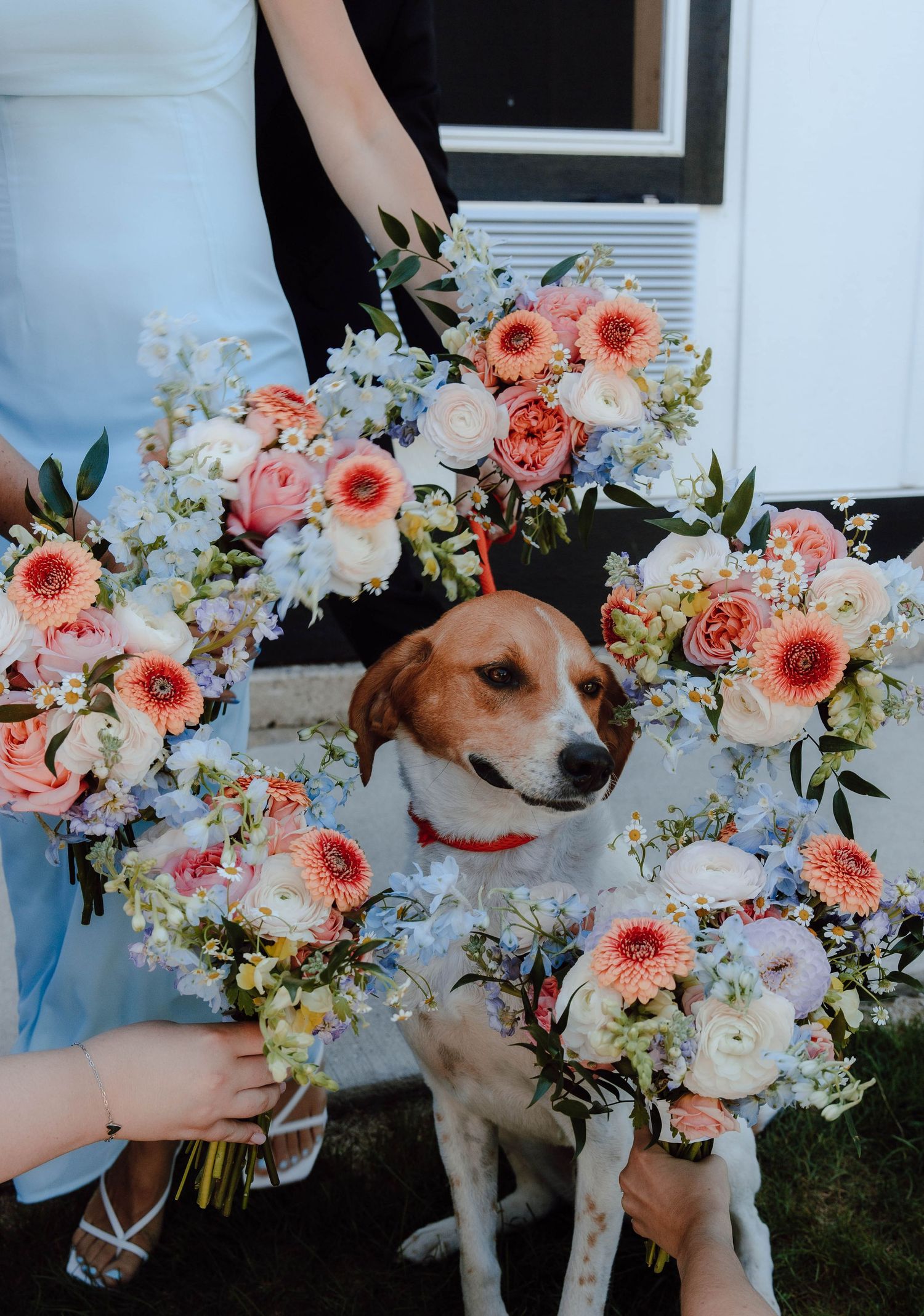 A beagle dog surrounded by bridesmaids holding colorful wedding bouquets of pink, white, and peach flowers.