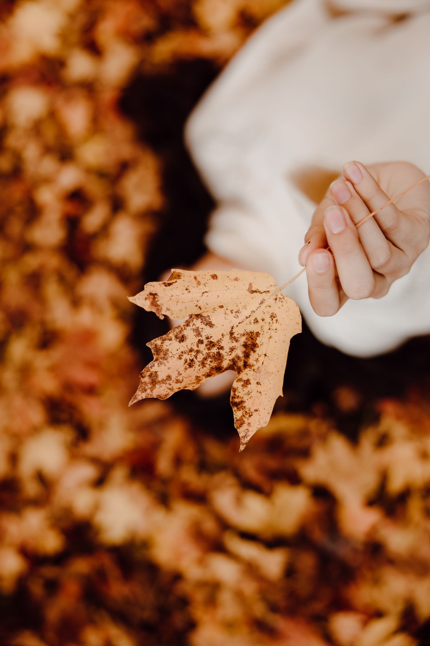 Hands holding a dried autumn leaf against blurred orange background.