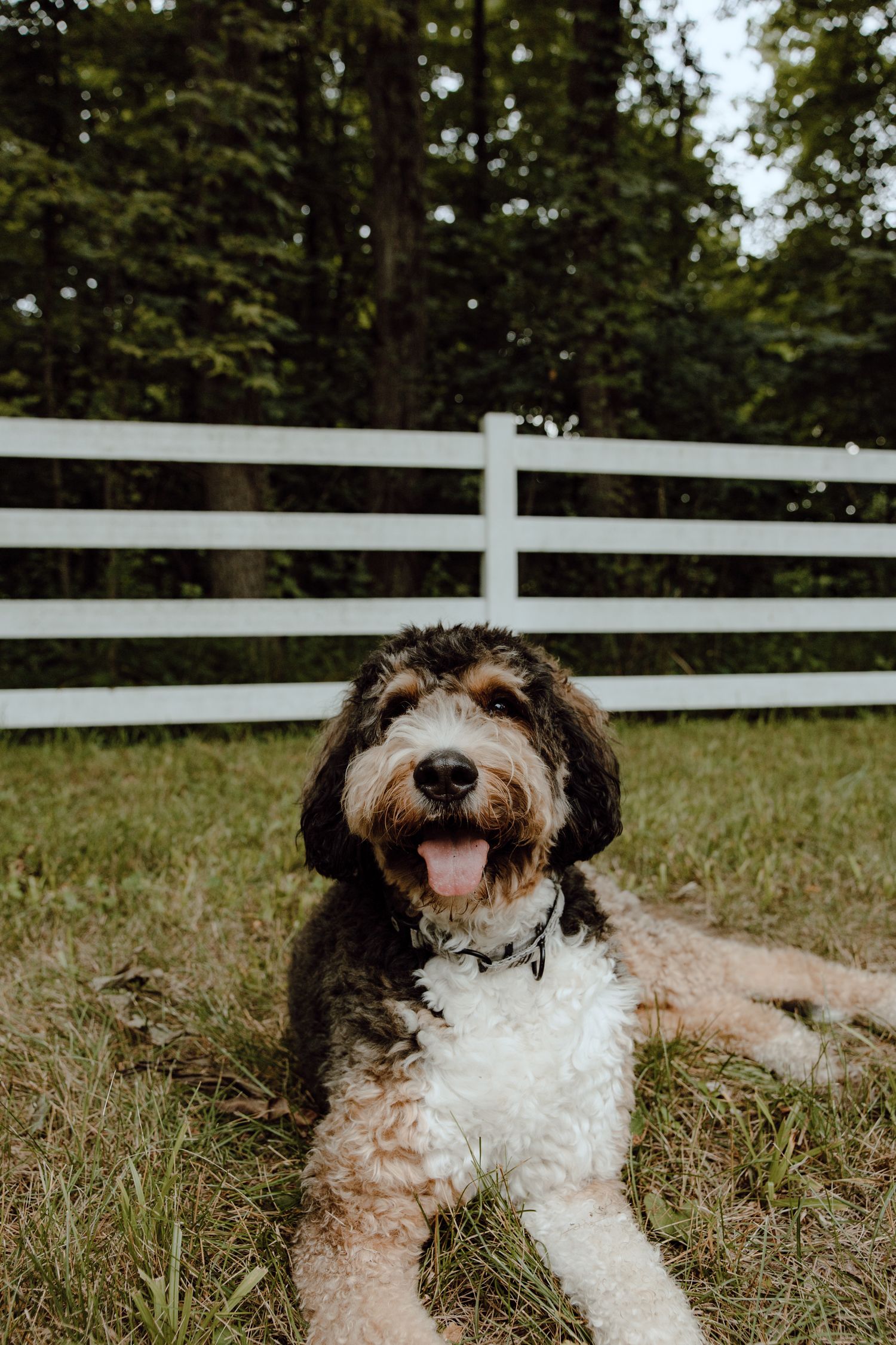 Happy shaggy dog lying in grass near white fence showing playful expression.