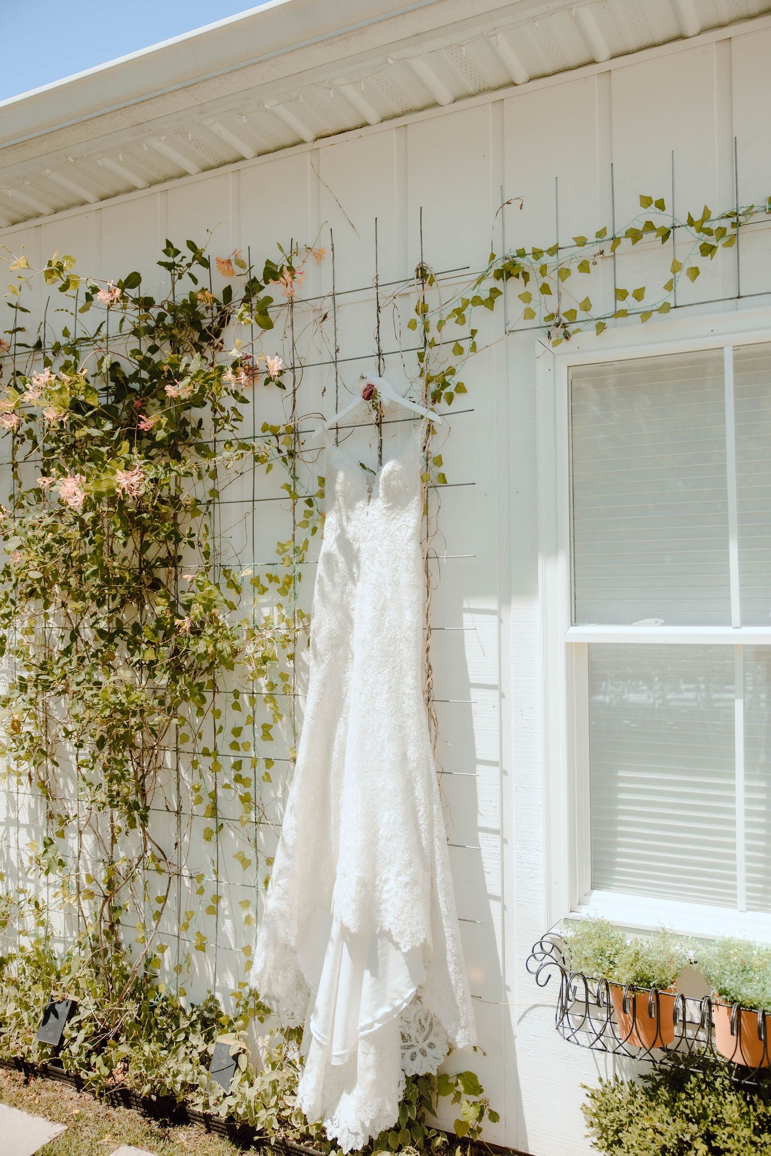A lace wedding dress hanging on a trellis with climbing roses against a white wooden building exterior.