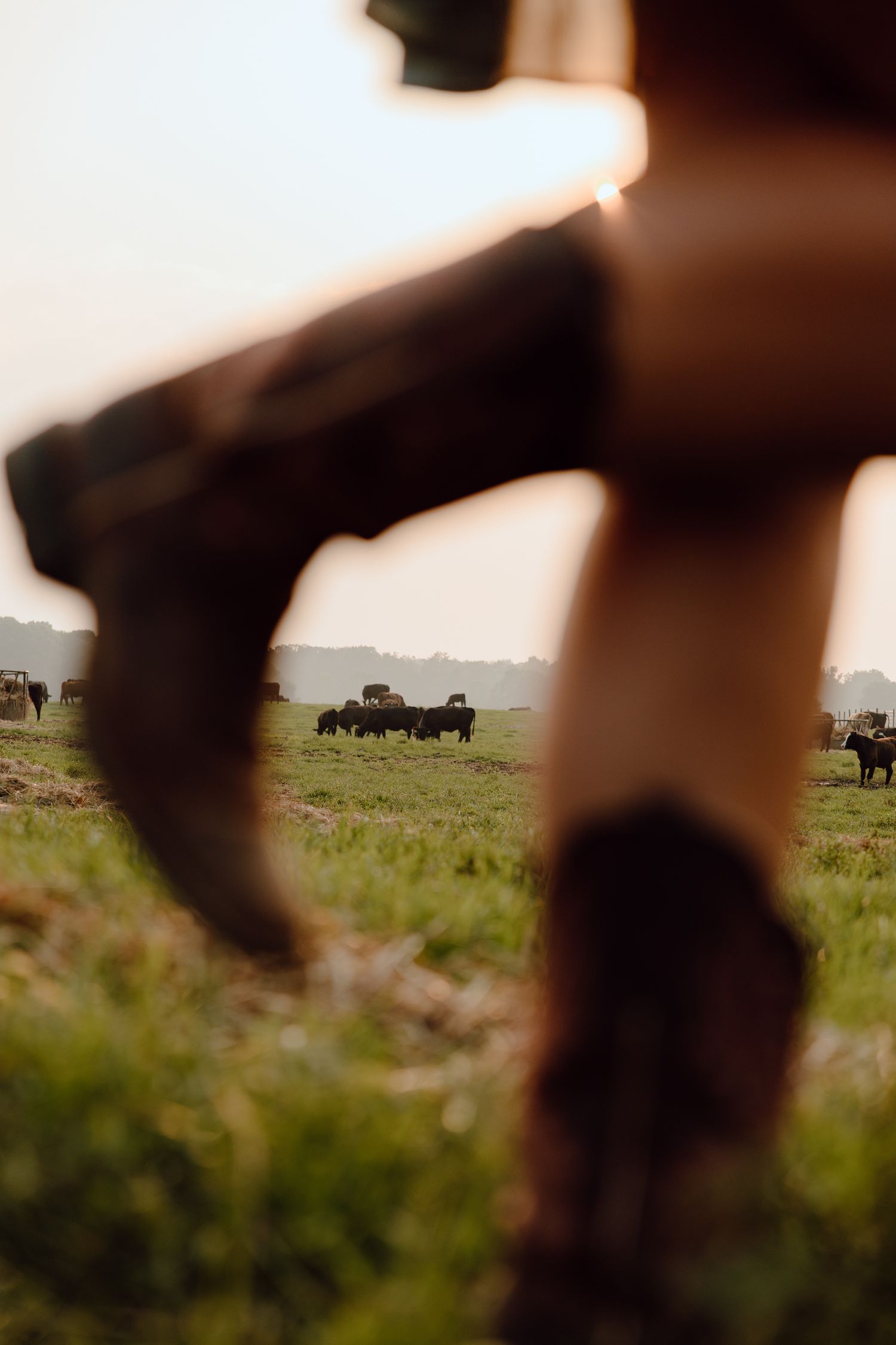 Silhouetted cattle graze in a pasture during sunset, viewed through a fence.