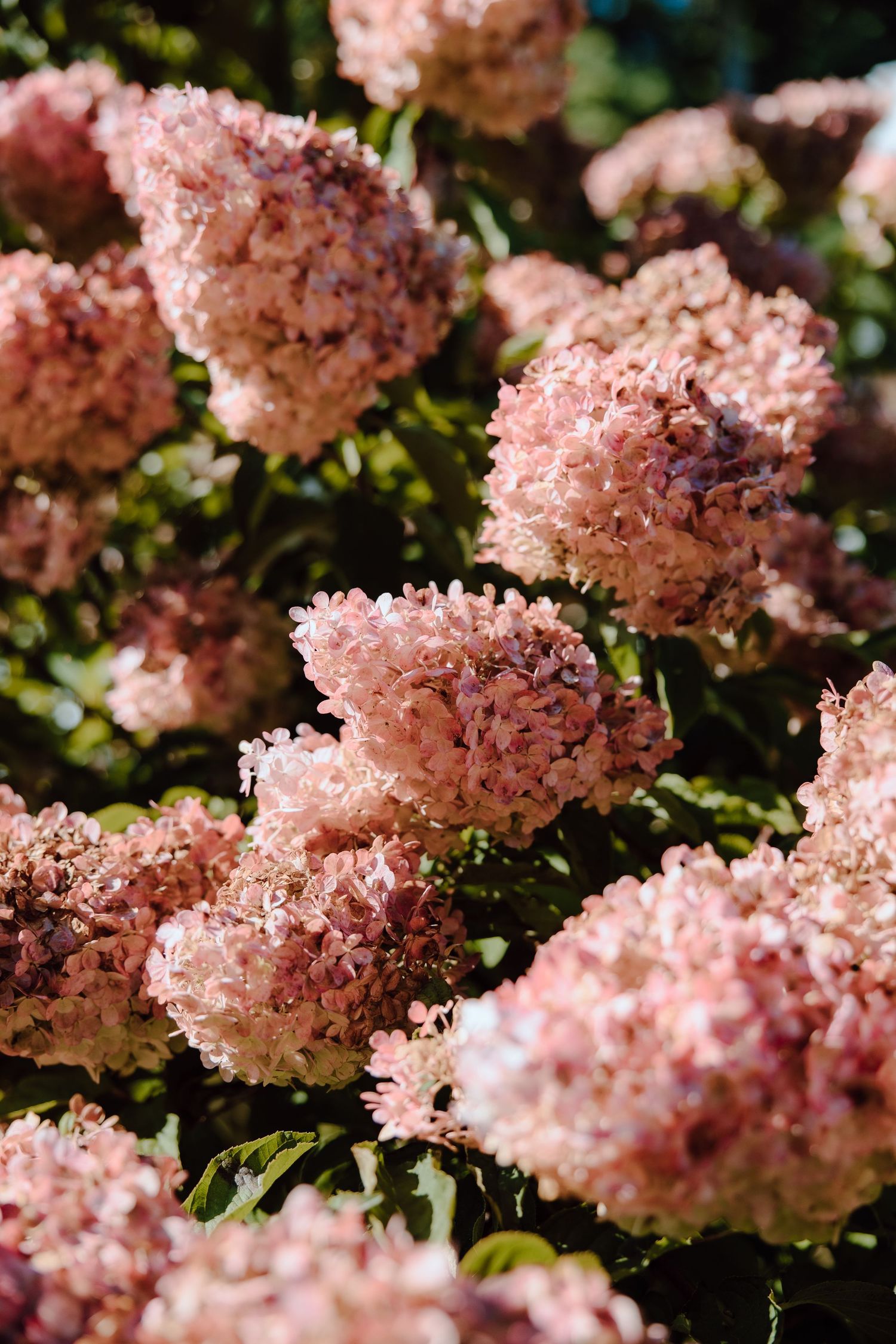 Clusters of pink hydrangea flowers blooming in sunlight against lush green foliage.
