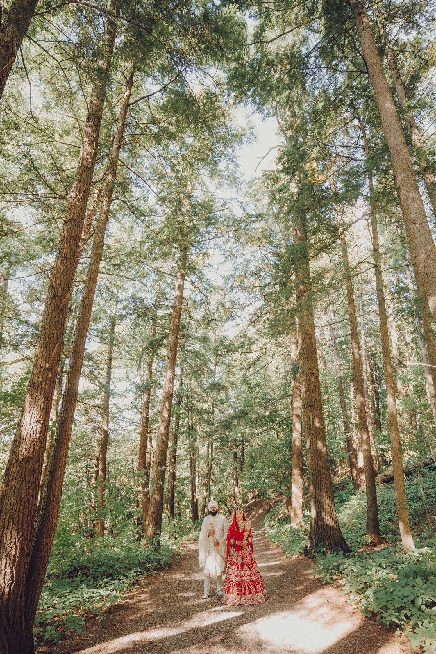 Panoramic view of a sunlit forest path lined with tall pine trees creating a natural archway.