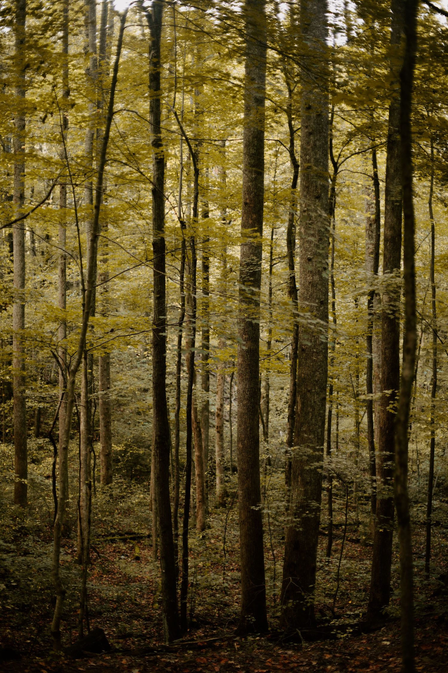 Woods, skinny tall trees fill the image, very green, Richmond photographer, rachel gorth, armory photography