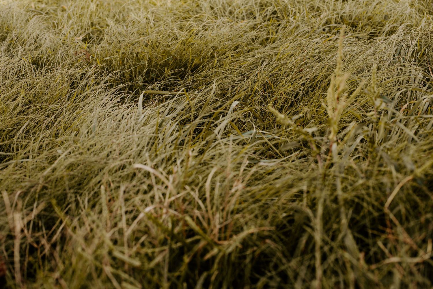 tall grass blowing, Cades Cove, Rachel Gorth