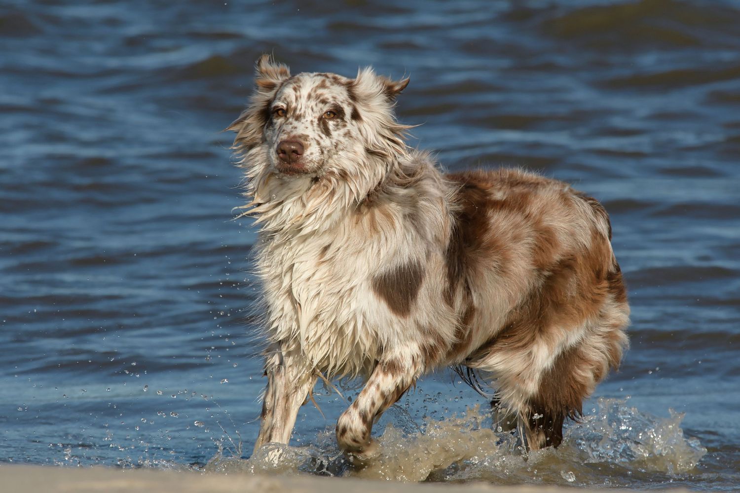 Australian Shepherd i havsbrynet