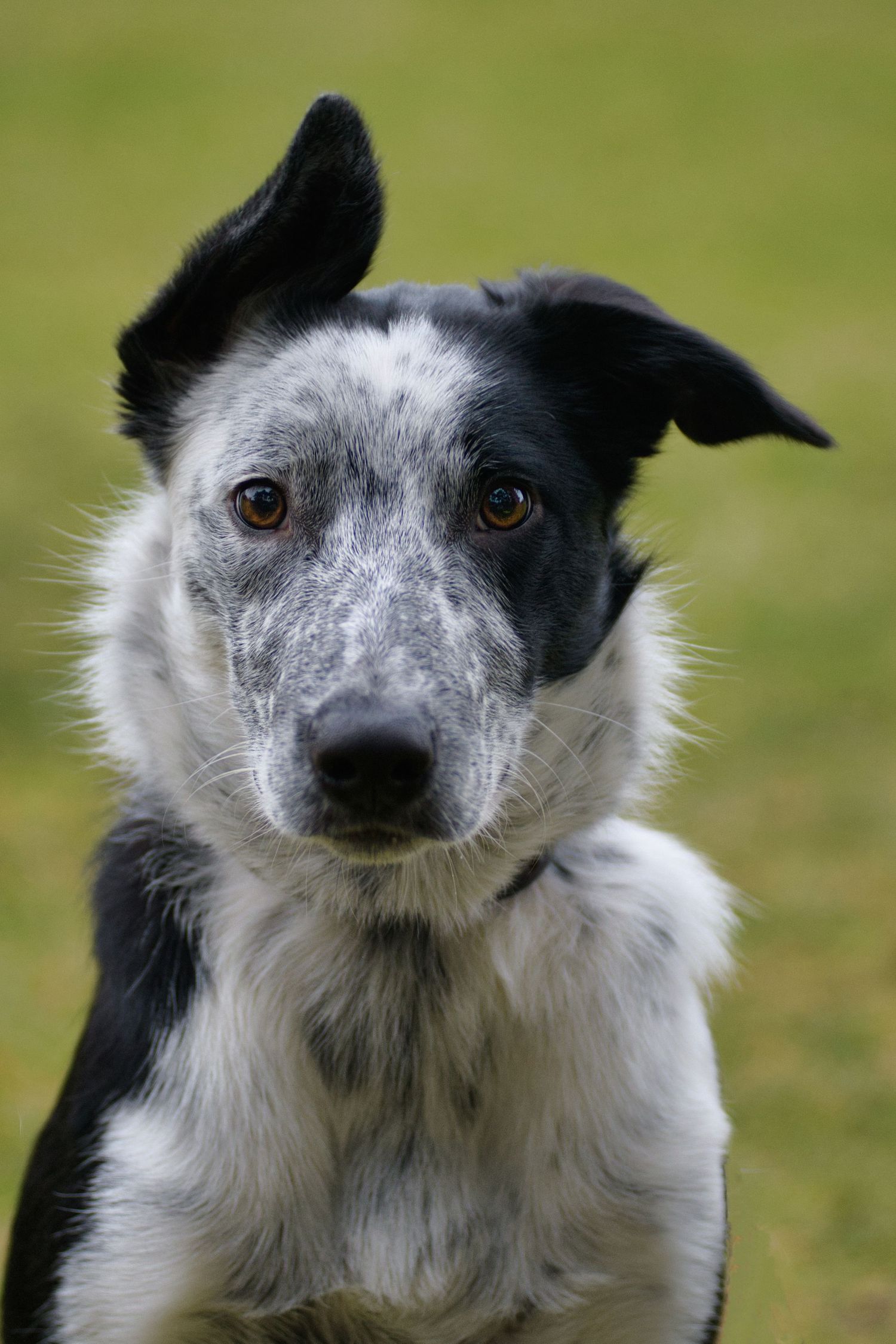 Porträtt av en Border Collie