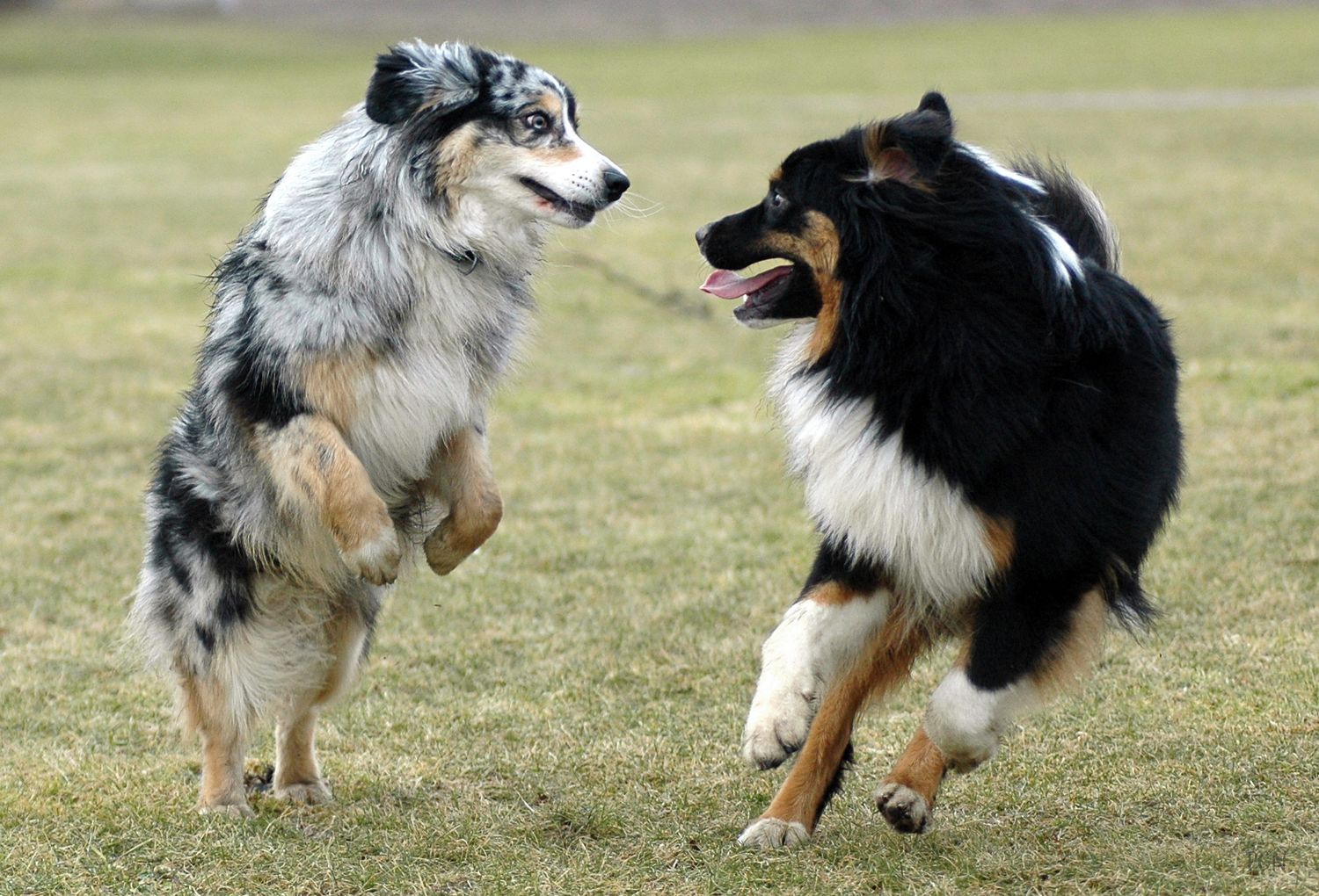 Två Australian Shepeherd leker