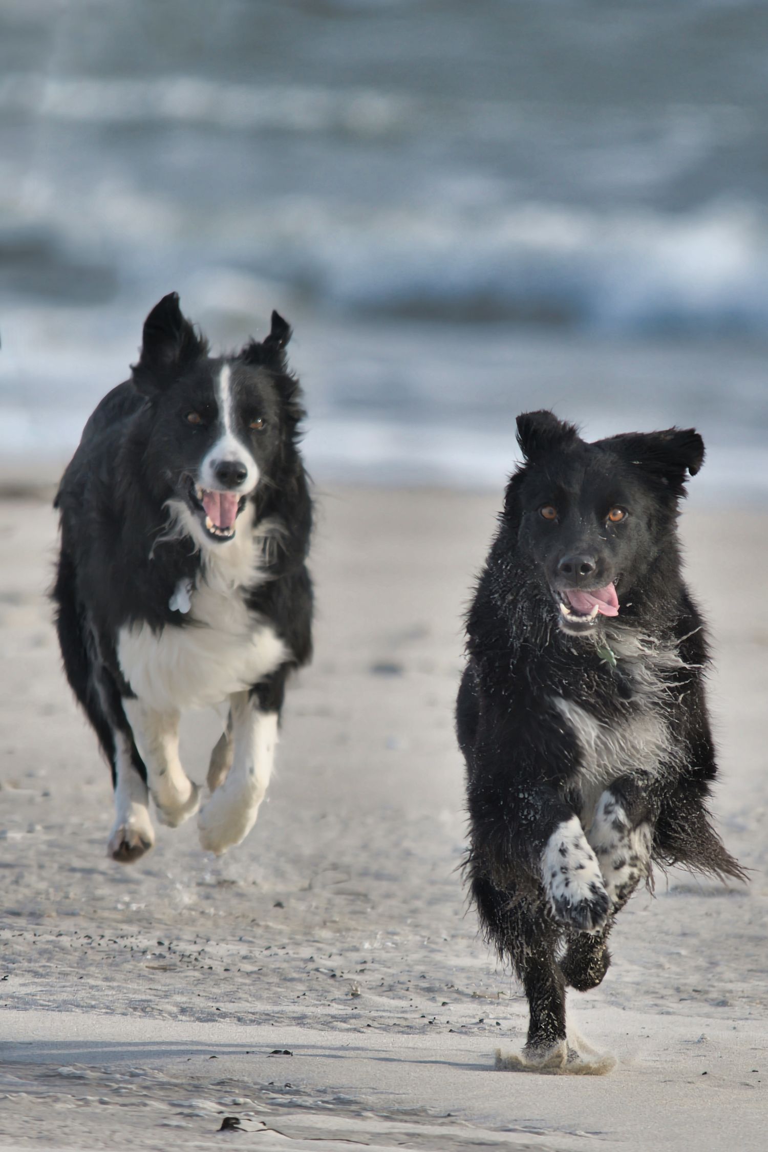 Border Collie jagar Australian Shepherd på en strand