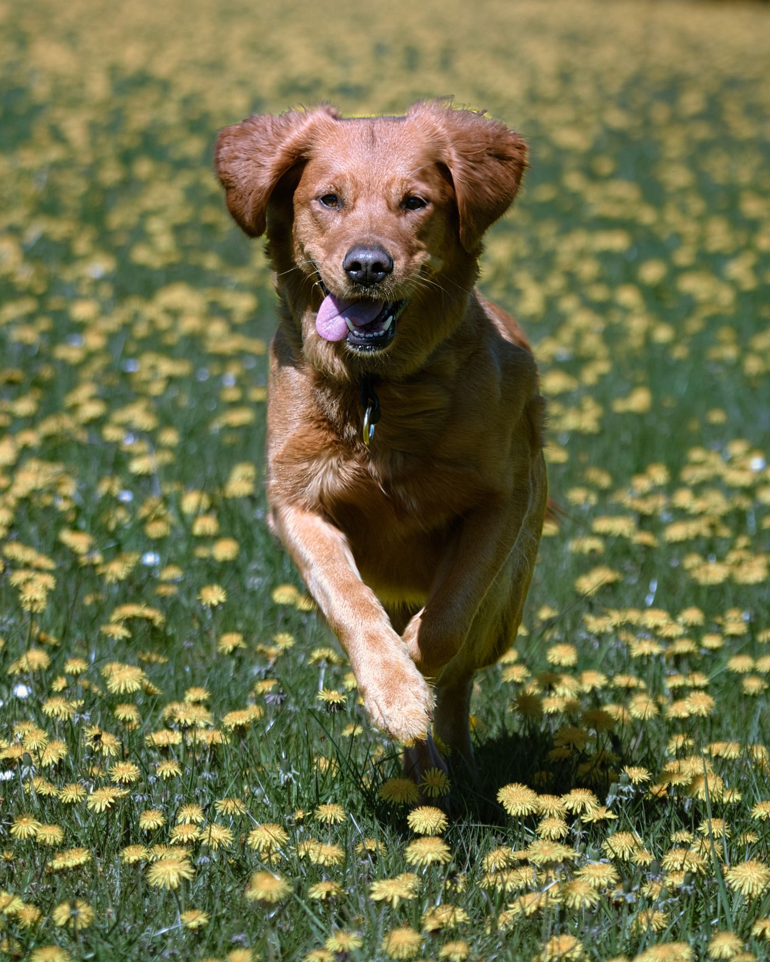 Golden Retriver springer på en äng full av maskrosor
