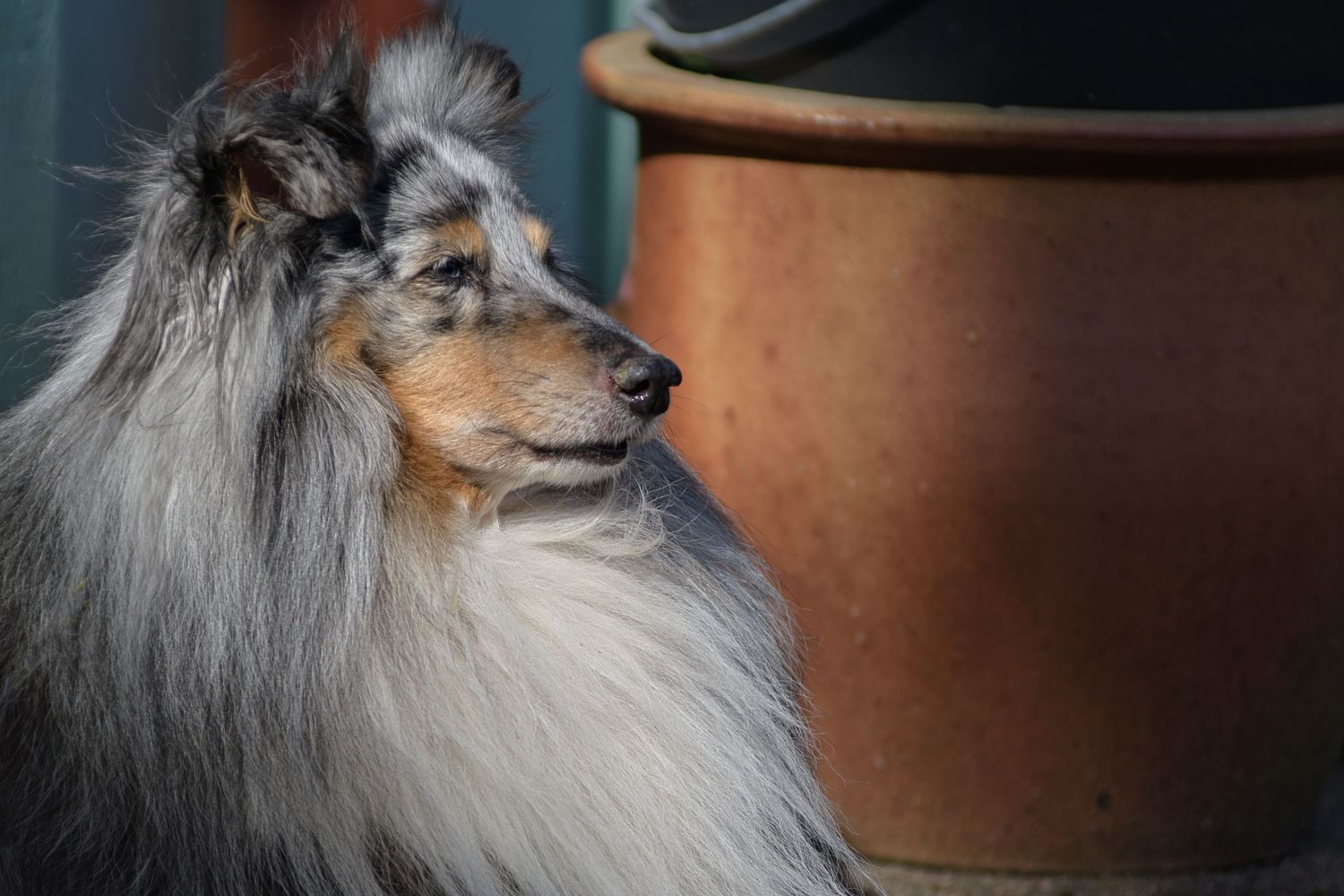 Lugnt porträtt av en Sheltie