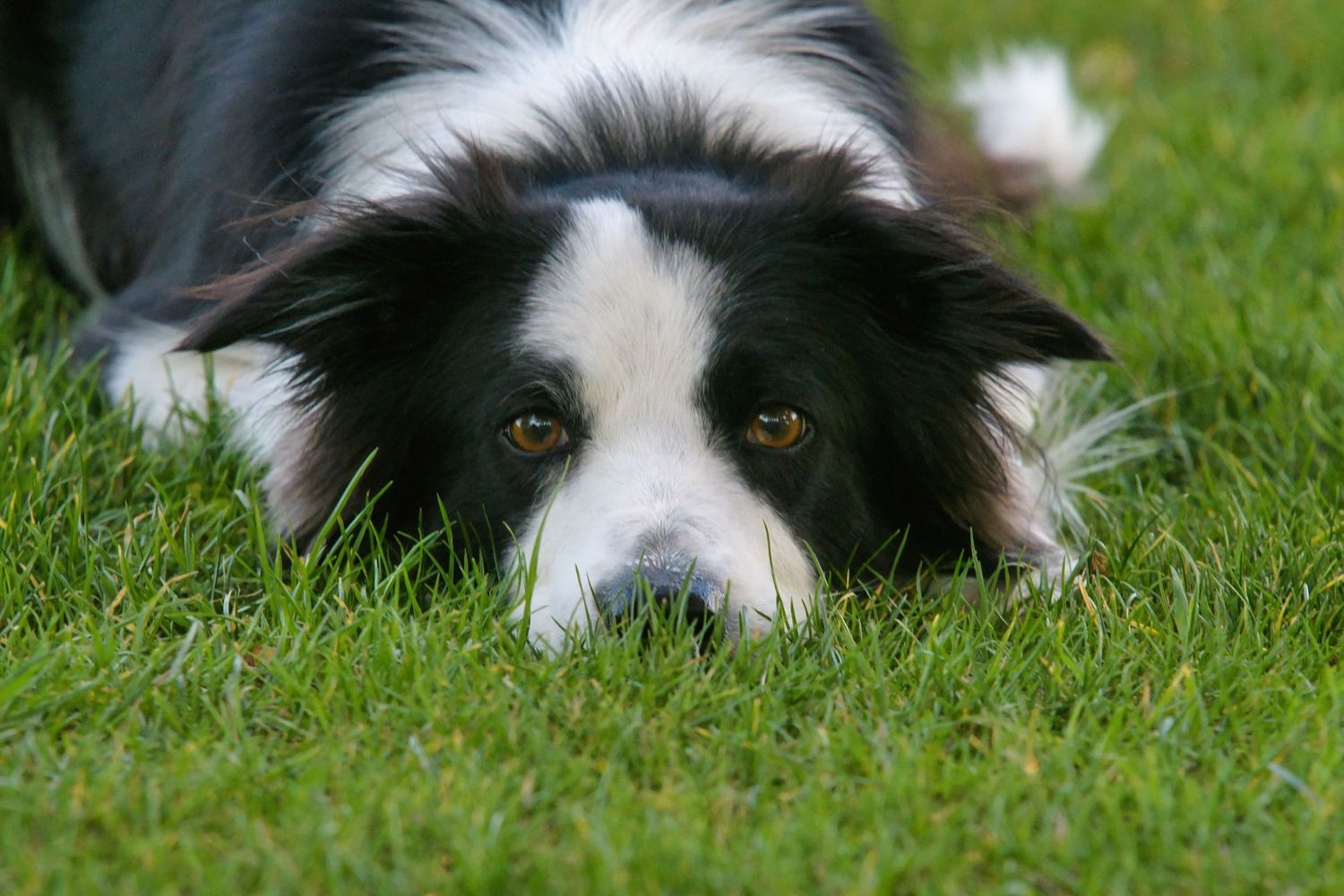 Bordercollie looking into the camera