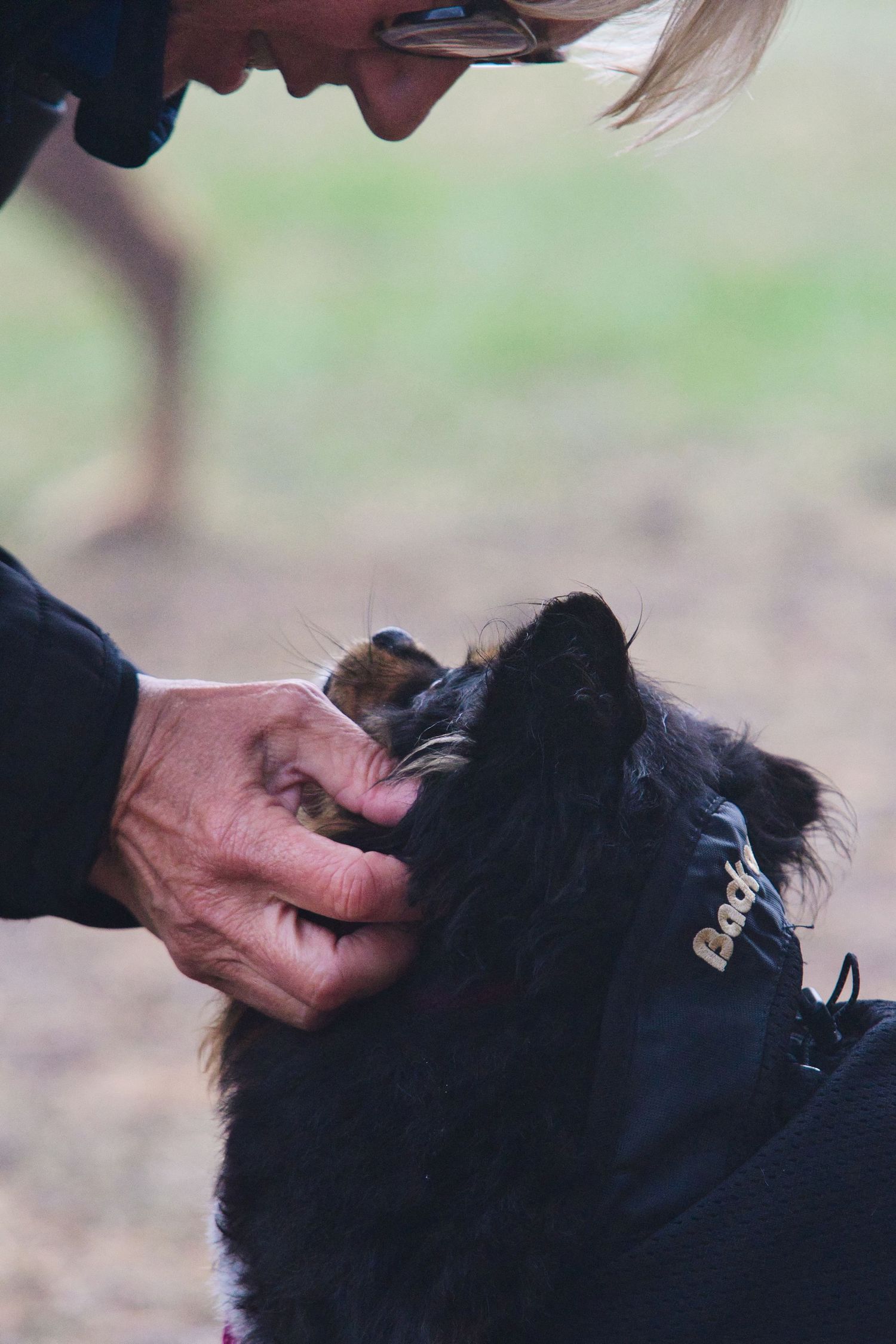 Lady petting a dog