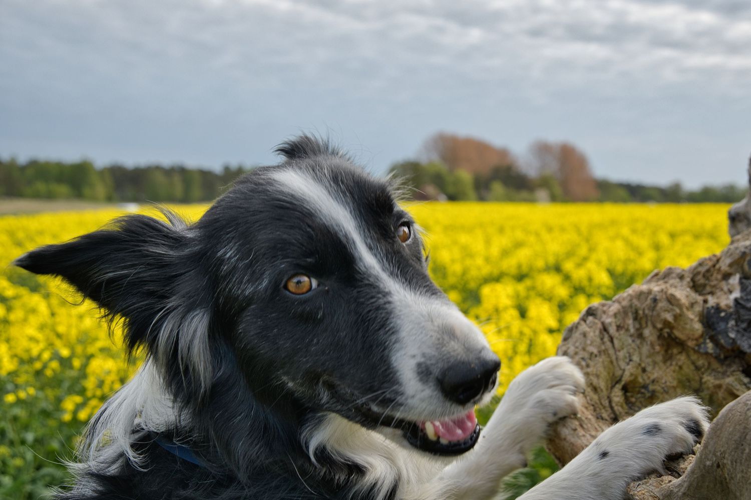 Border Collie med rapsfält i bakgrunden