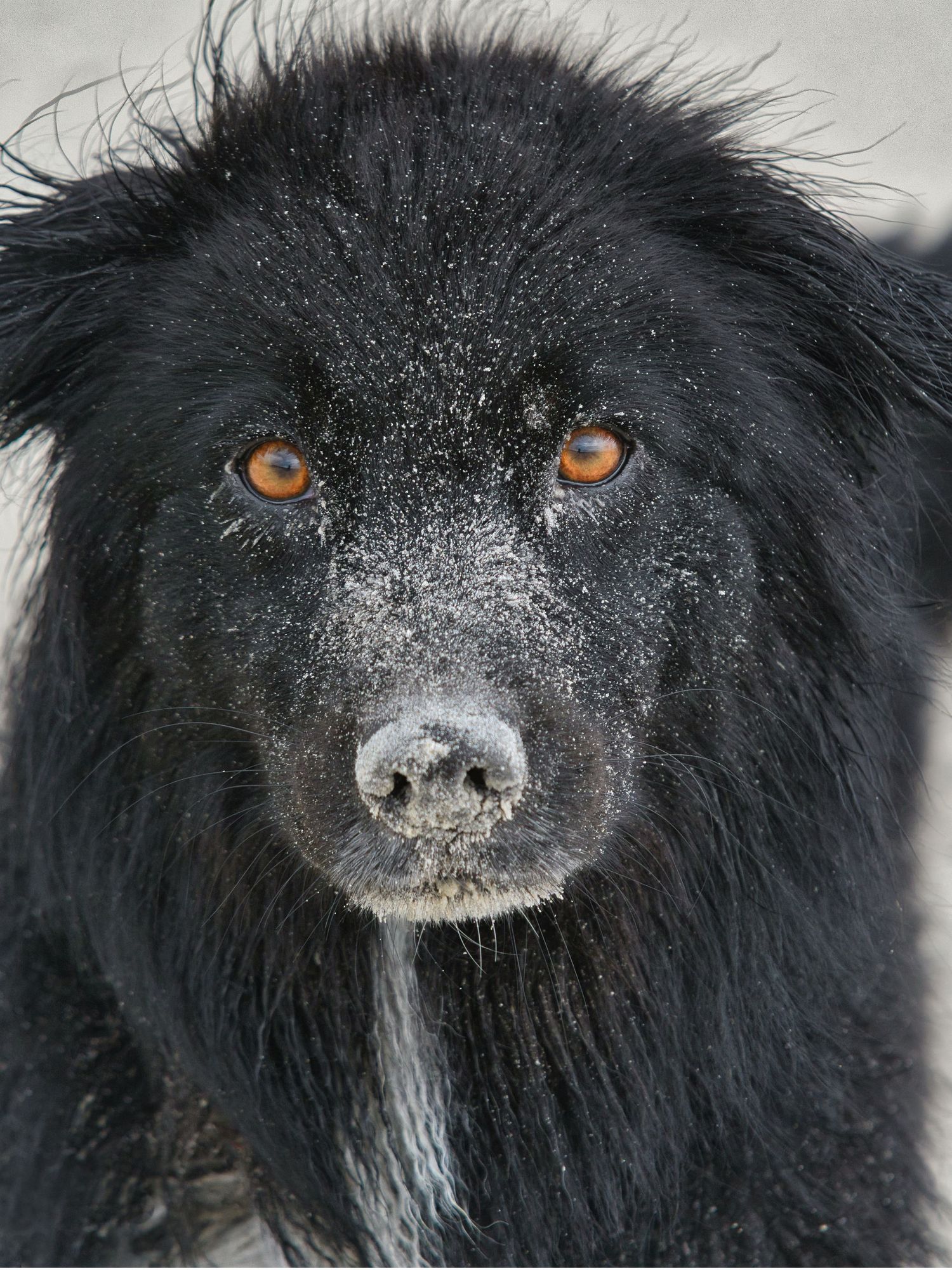 Porträtt av Australian Shepherd med sand på nosen