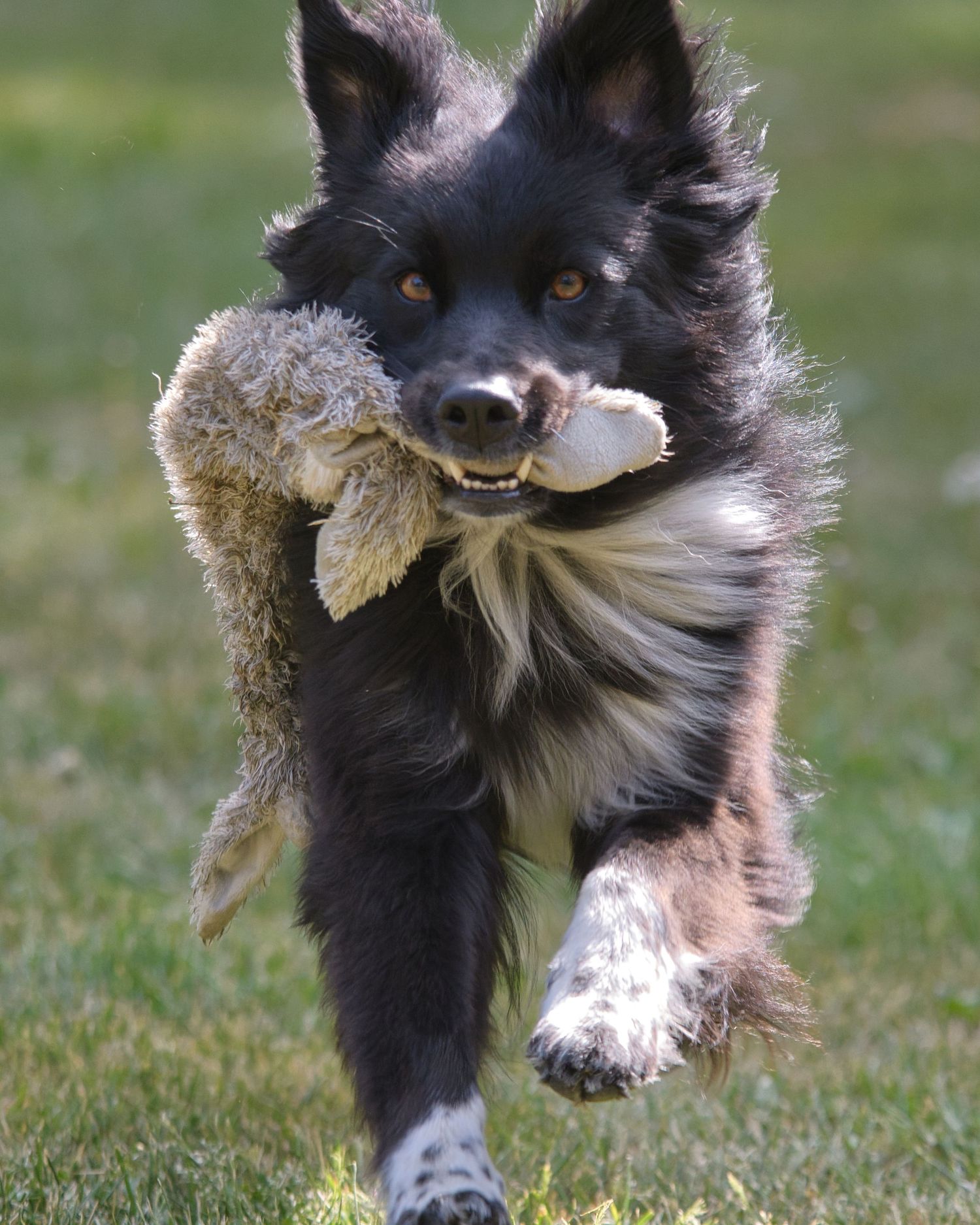 Australia Shepherd springer med leksak i munnen